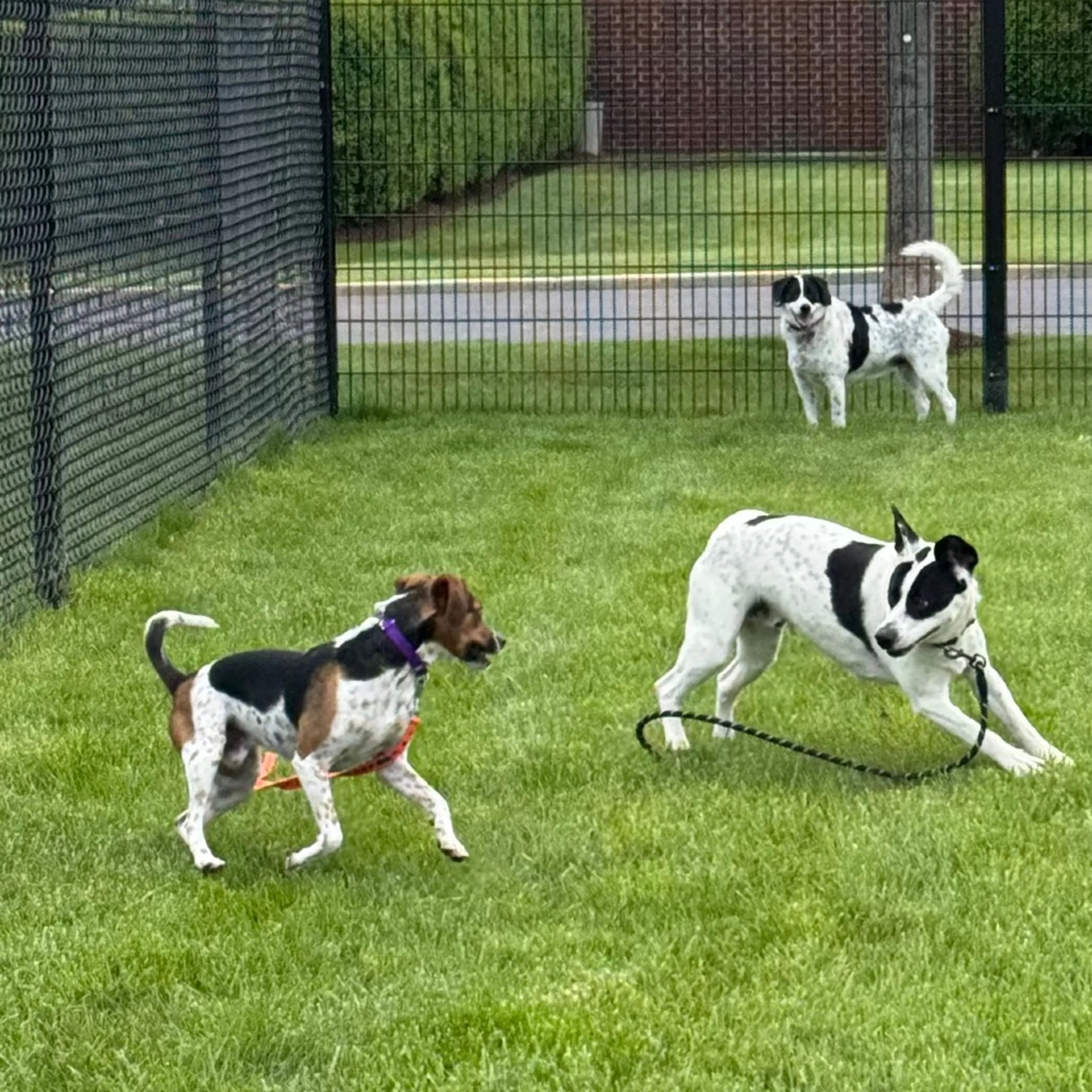 Found pet-20