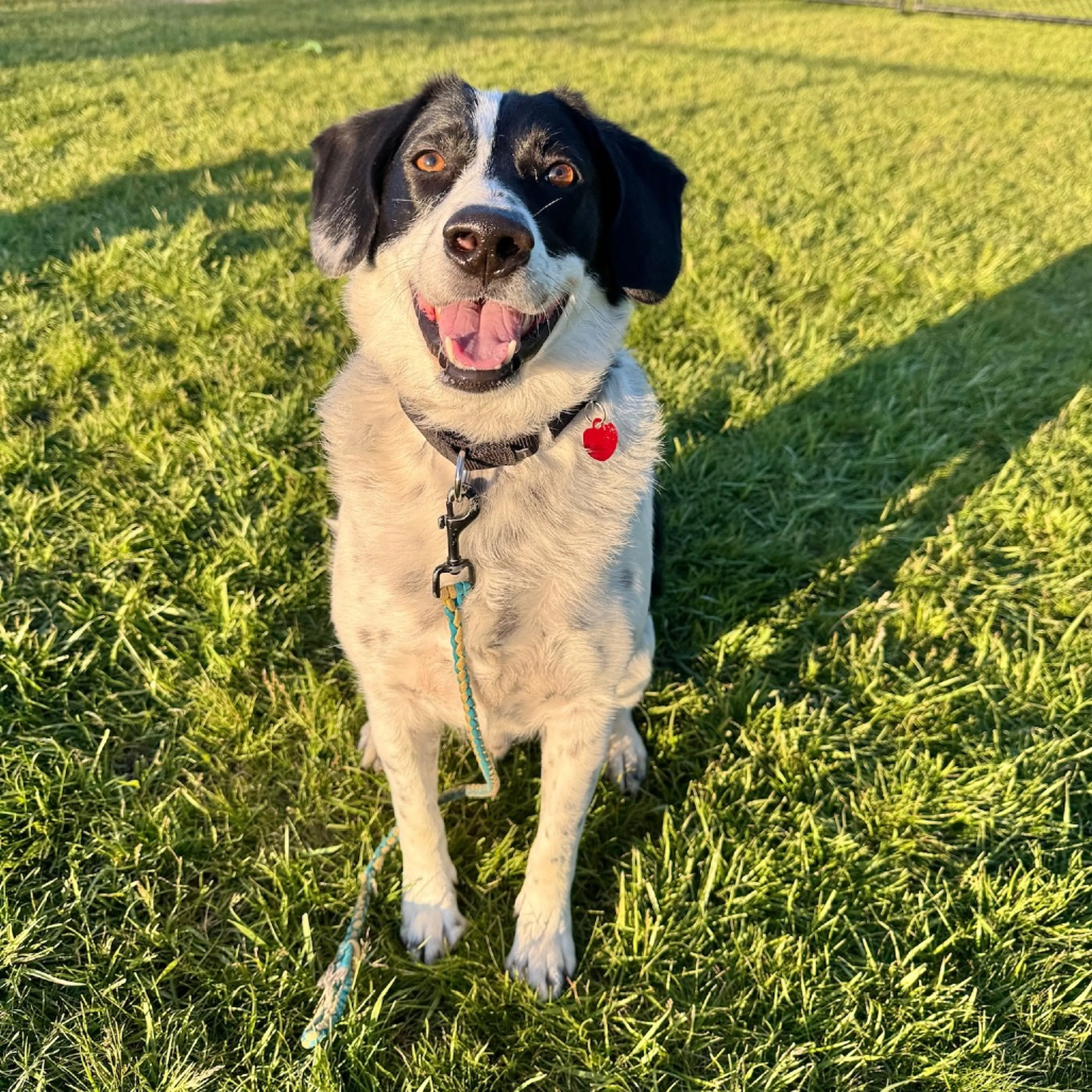Found pet-29
