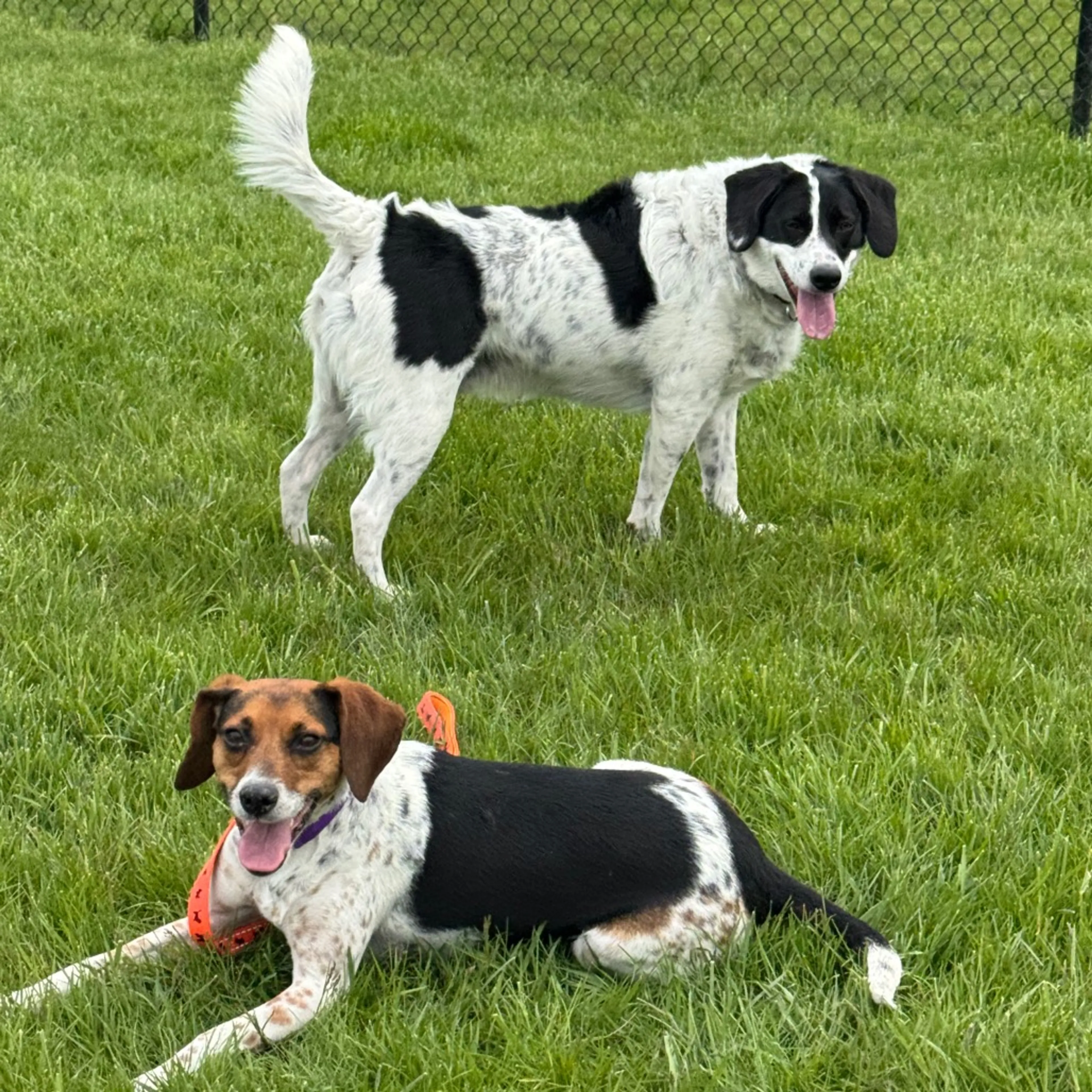 Found pet-18