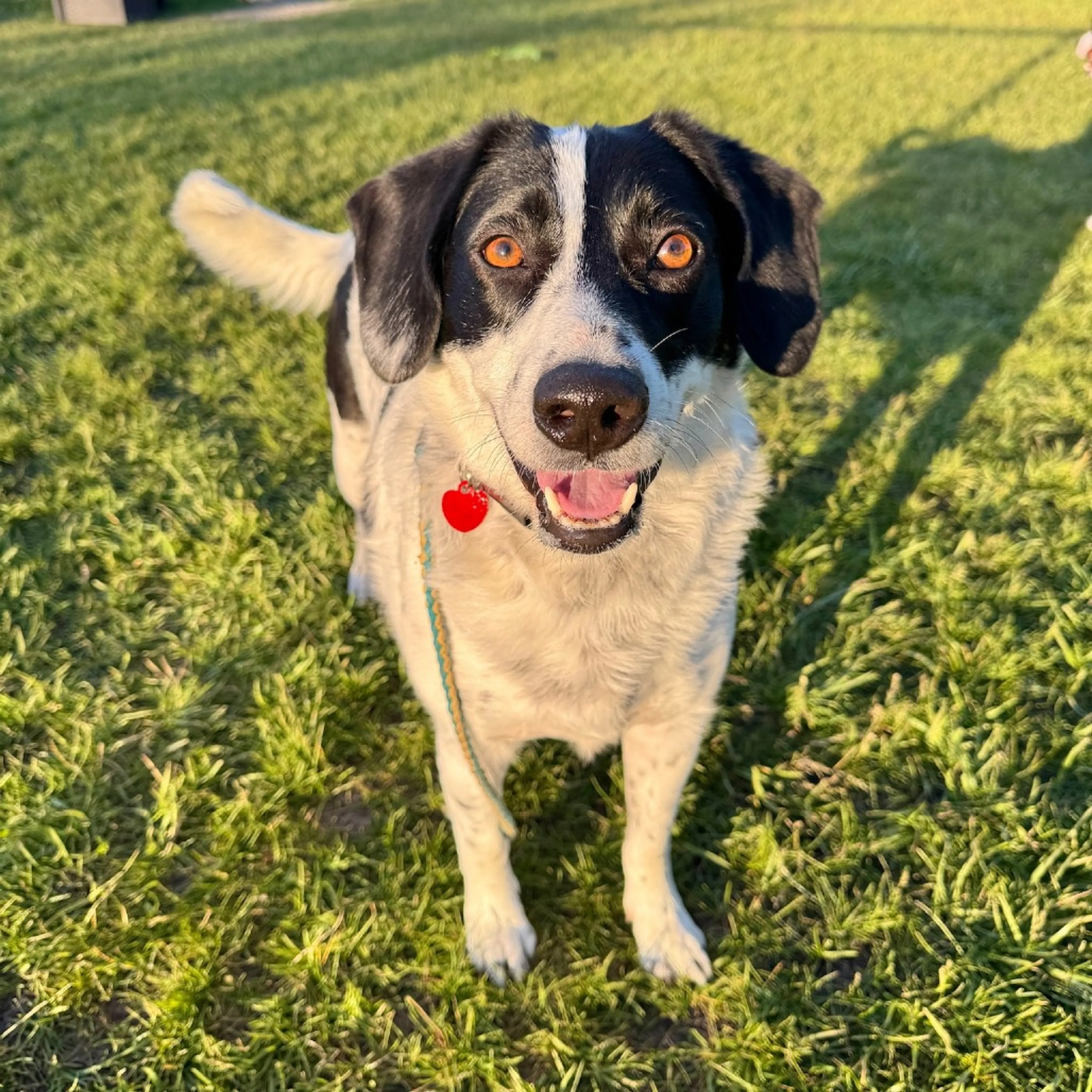 Found pet-28