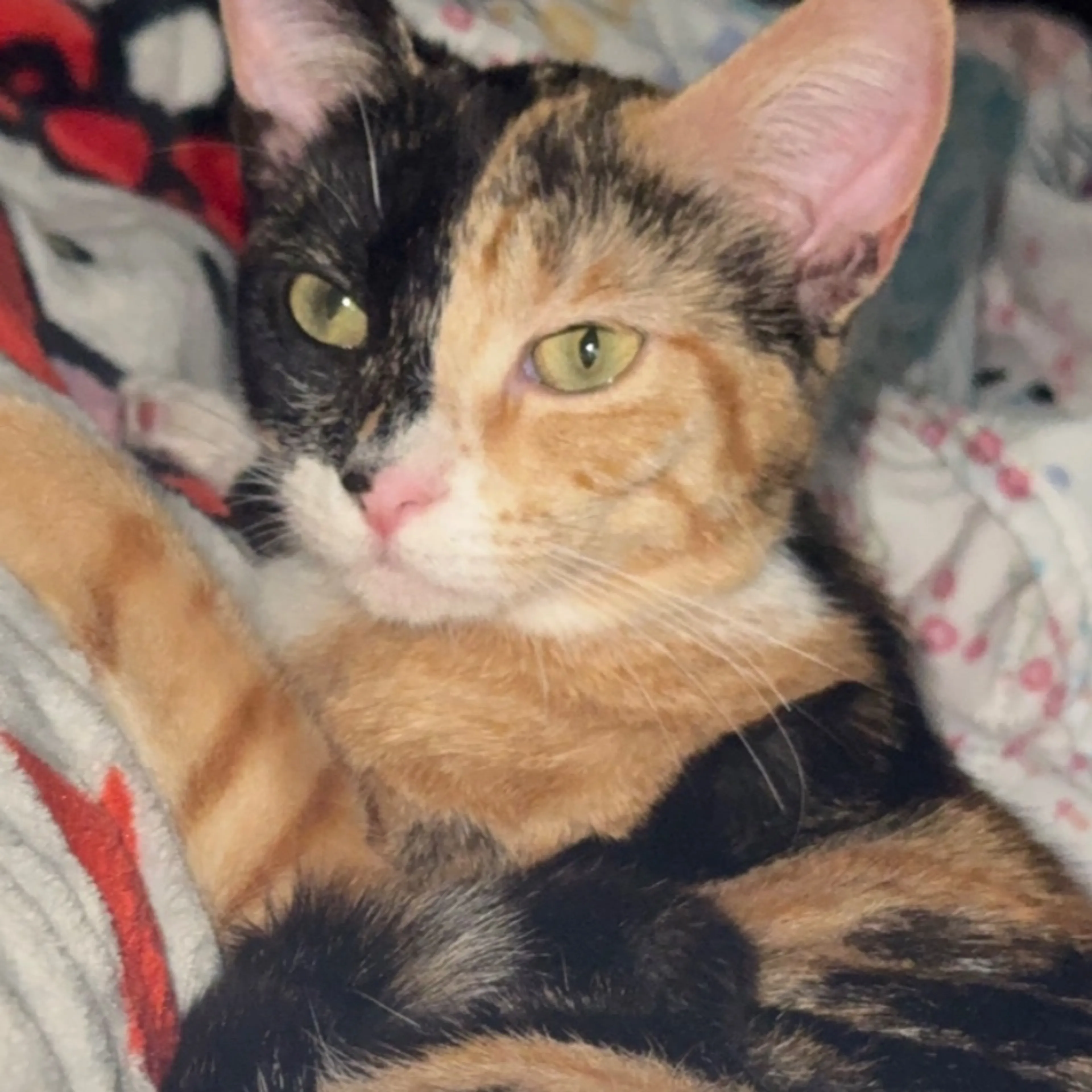 Lost pet