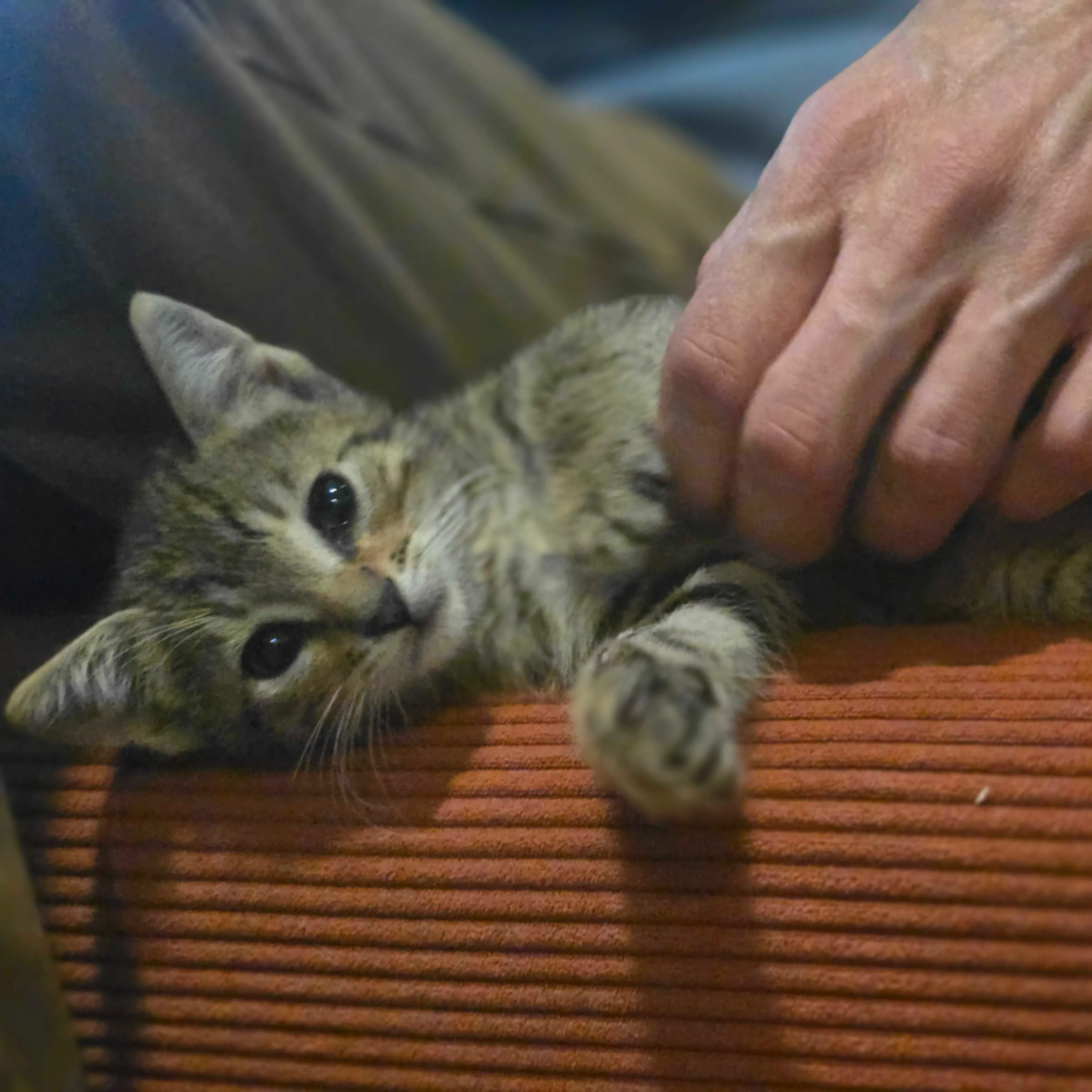 Found pet-4