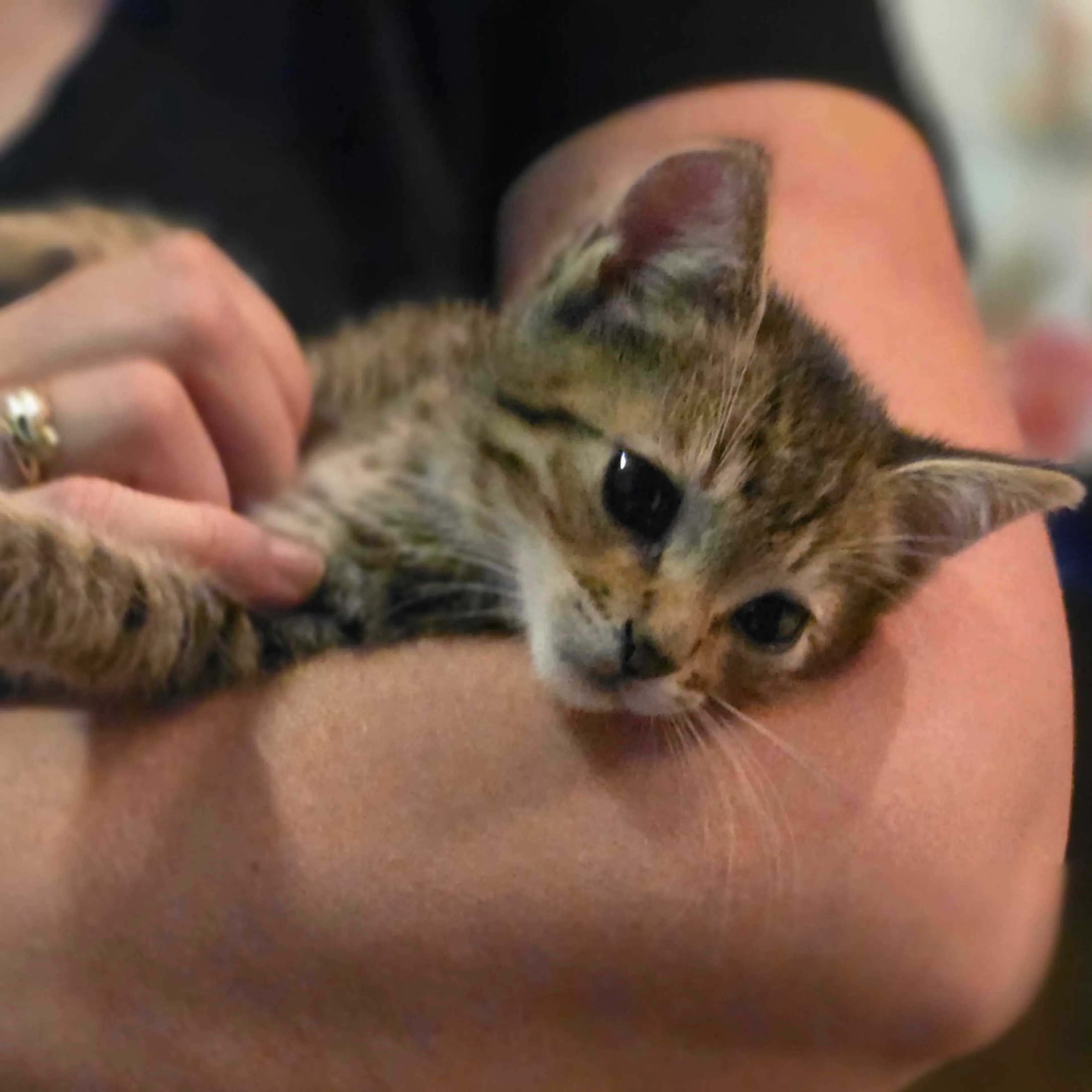 Found pet-3