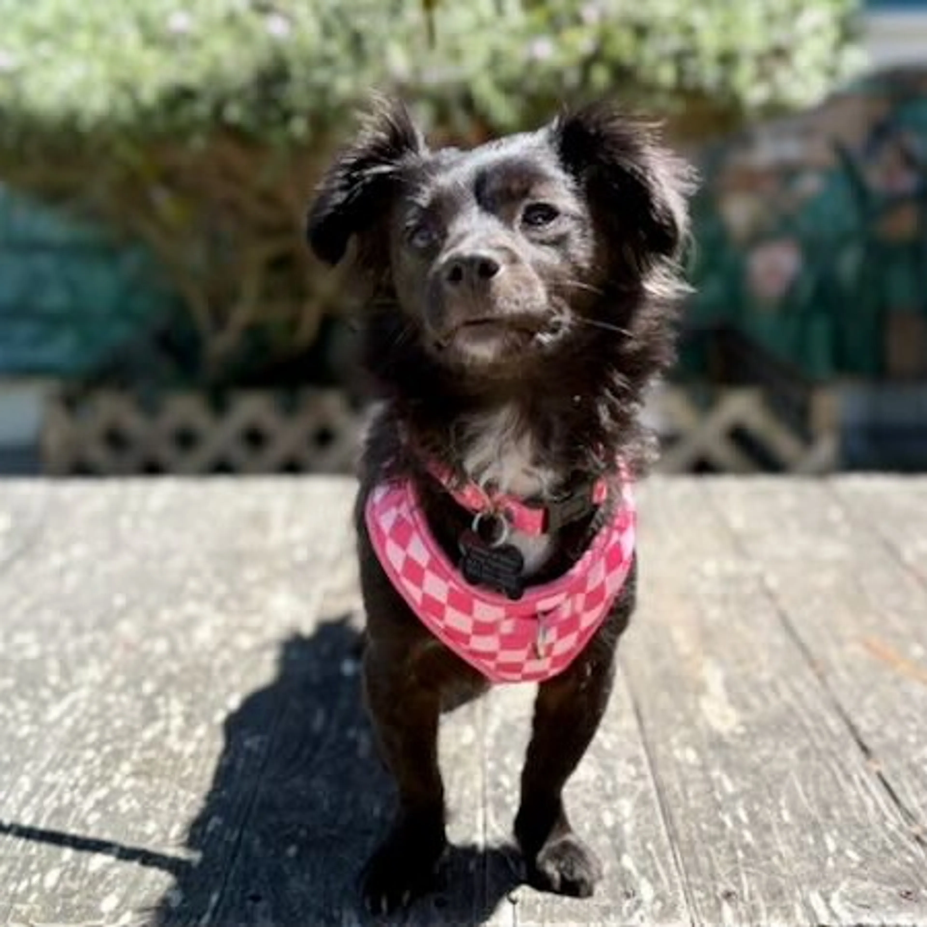Found pet-4