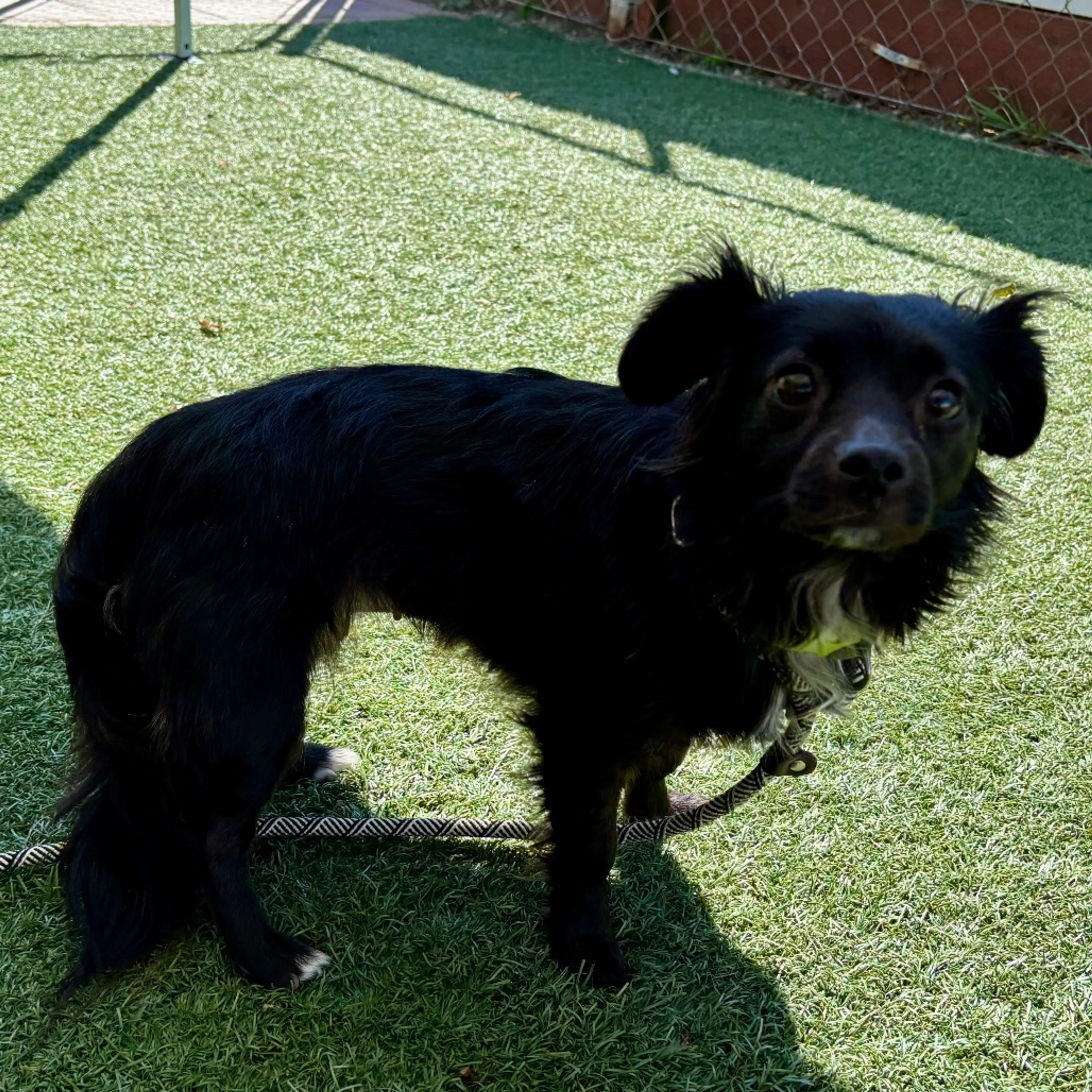 Found pet-1