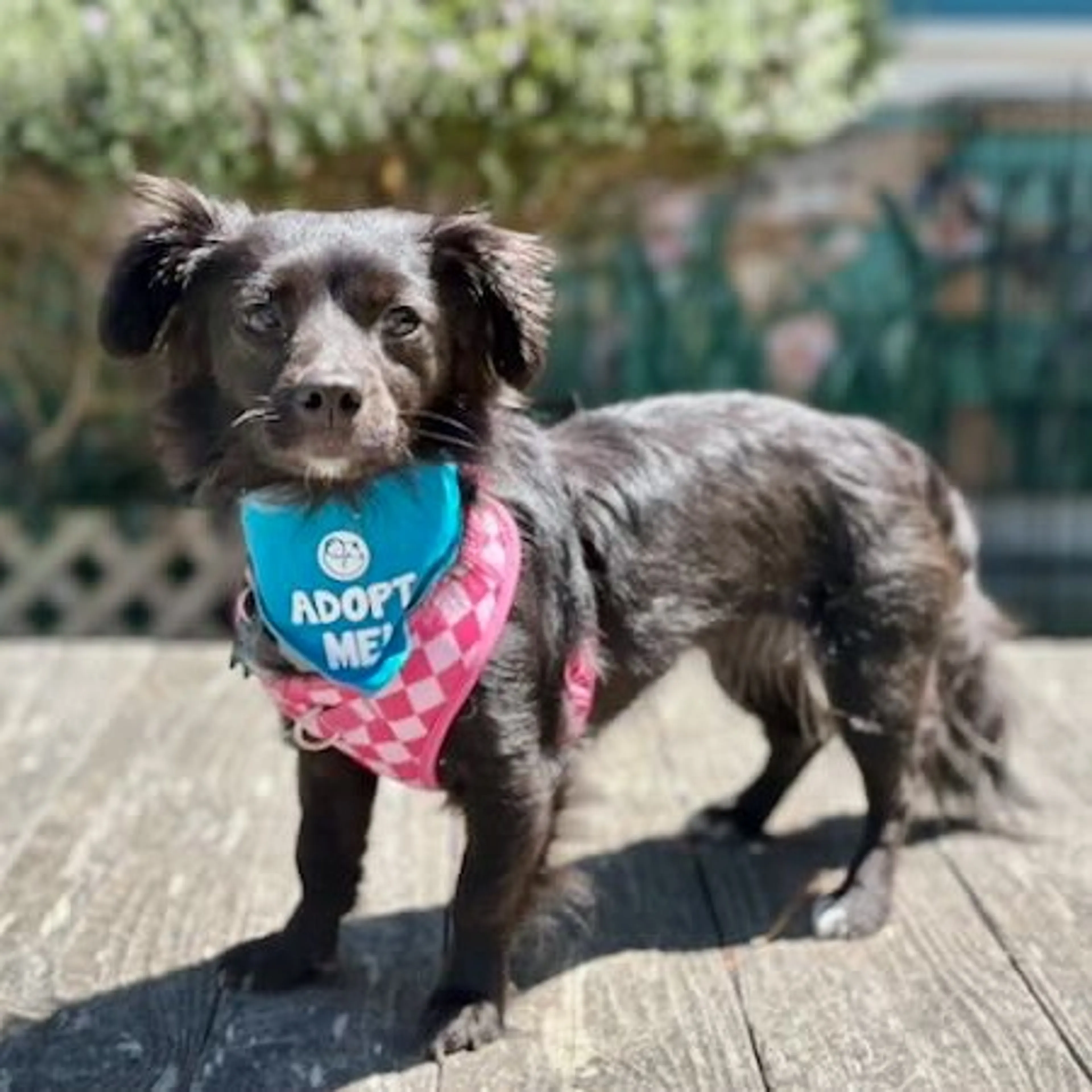 Found pet-2