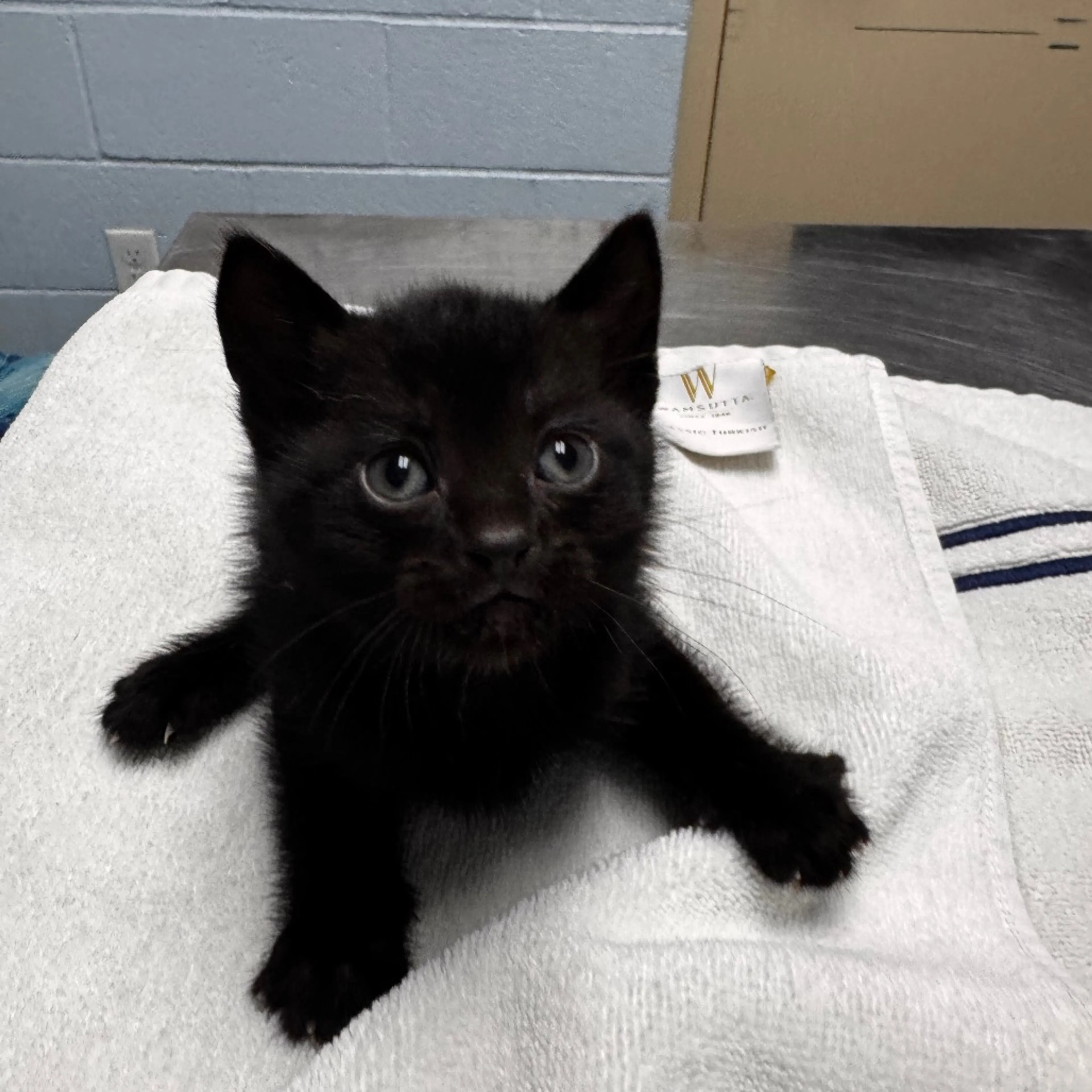 Found pet-1