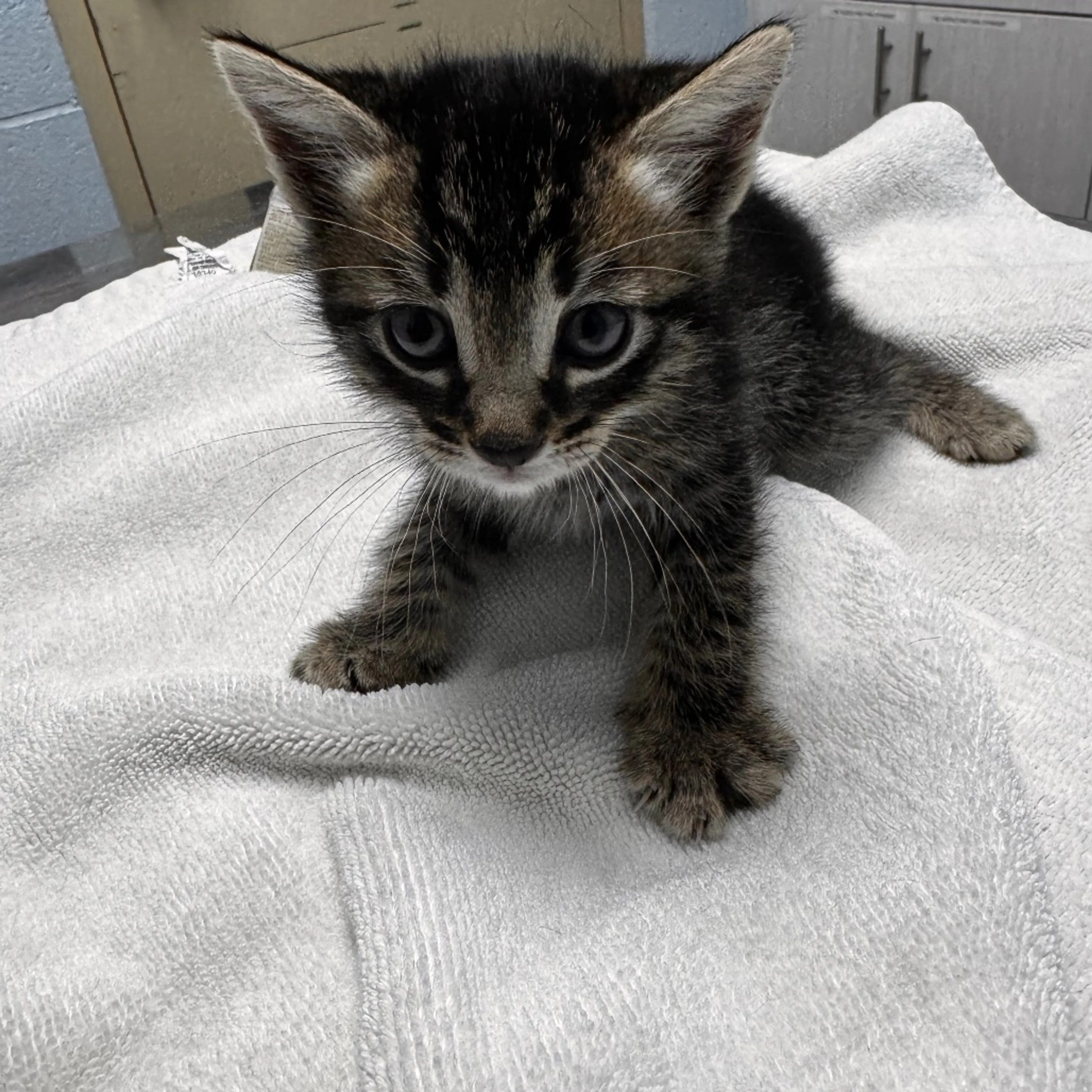 Found pet-1