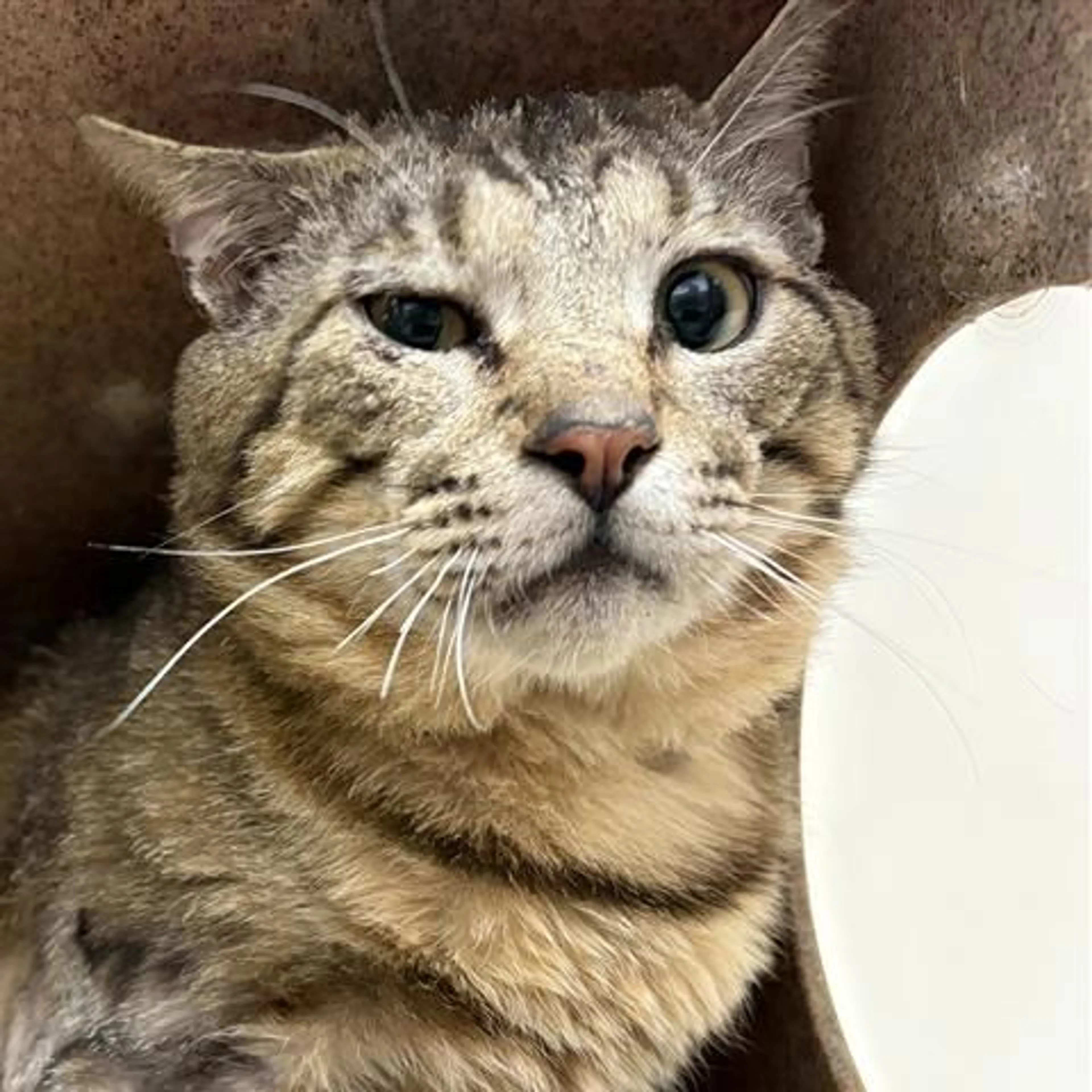 Found pet