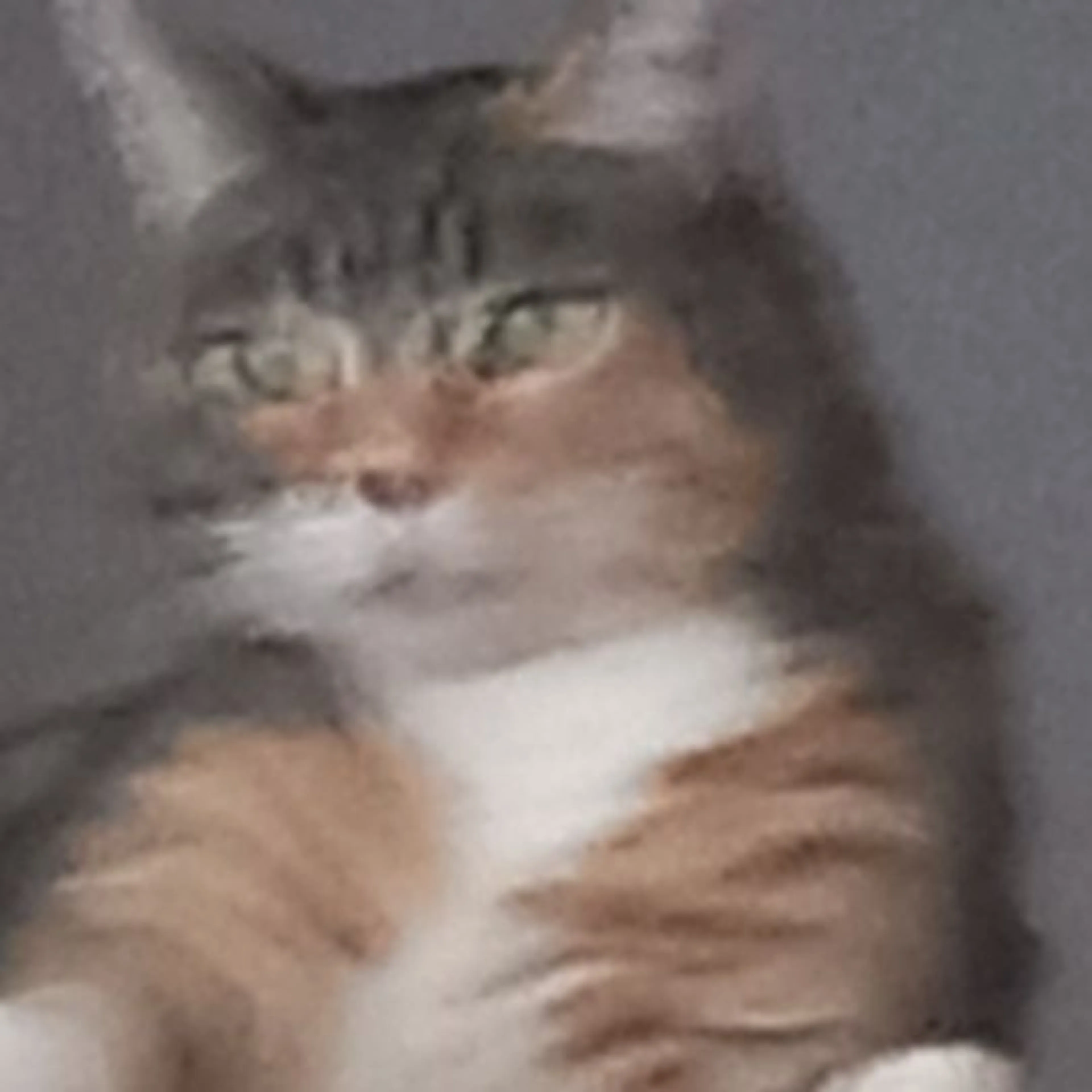 Lost pet