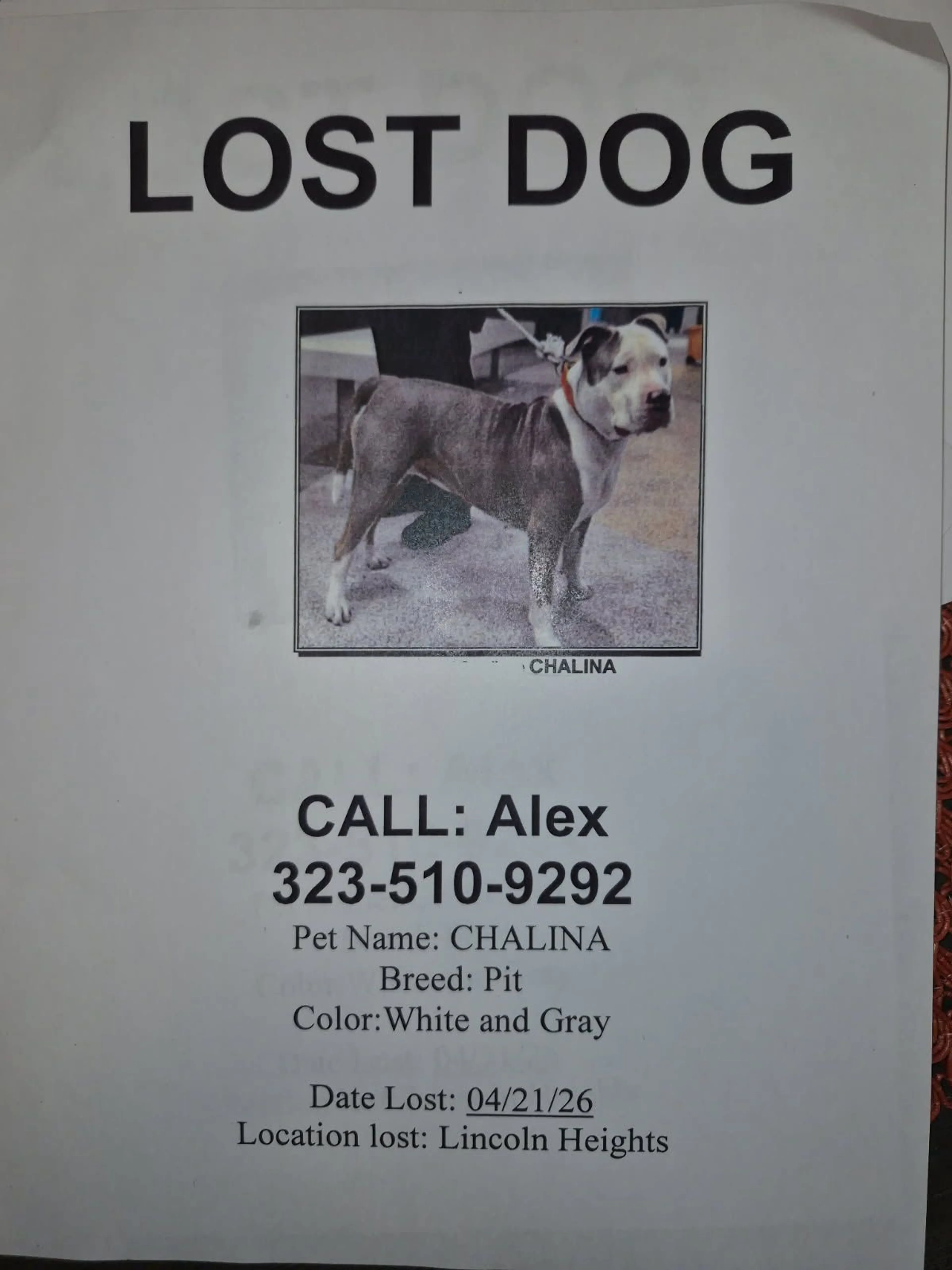 Lost pet