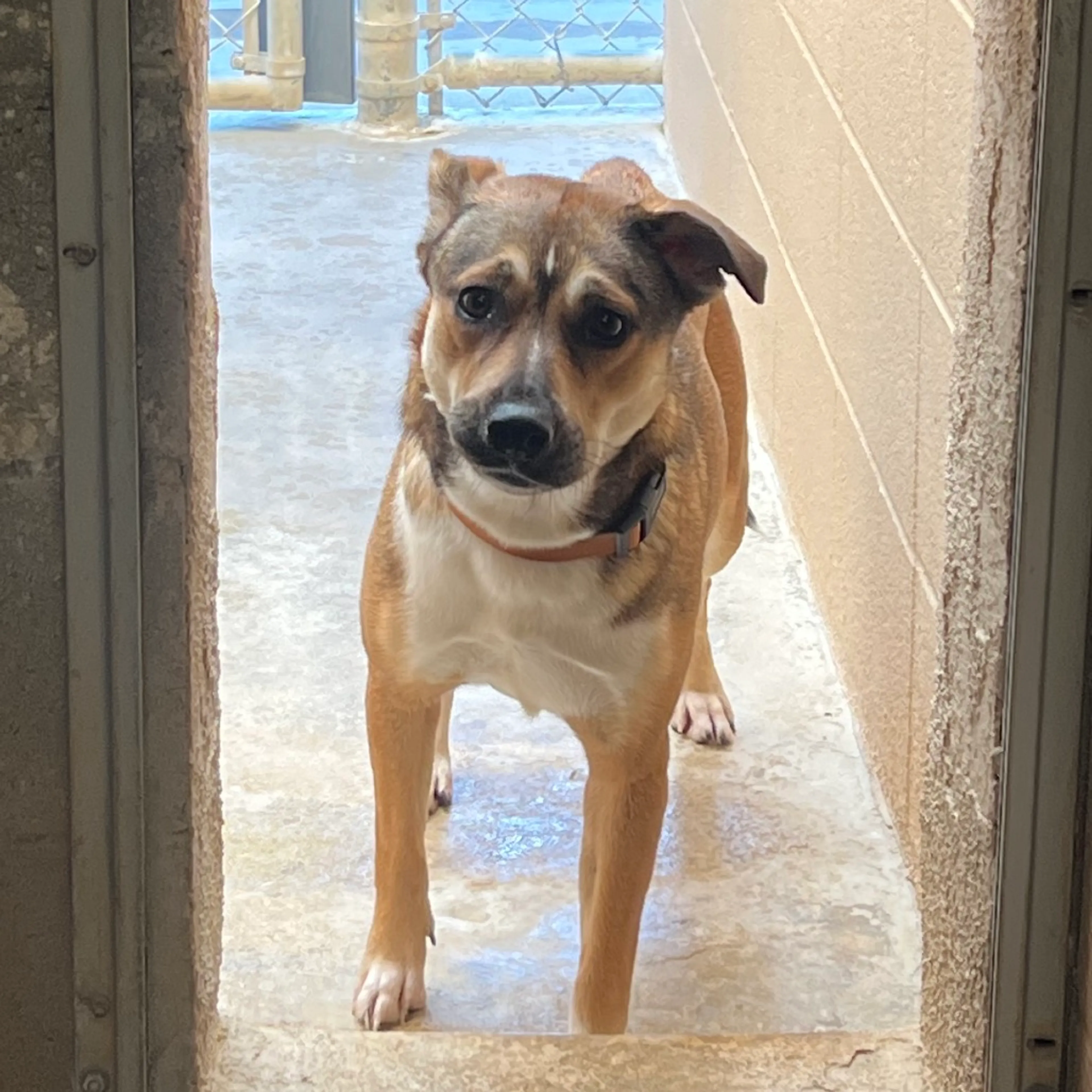Found pet-1