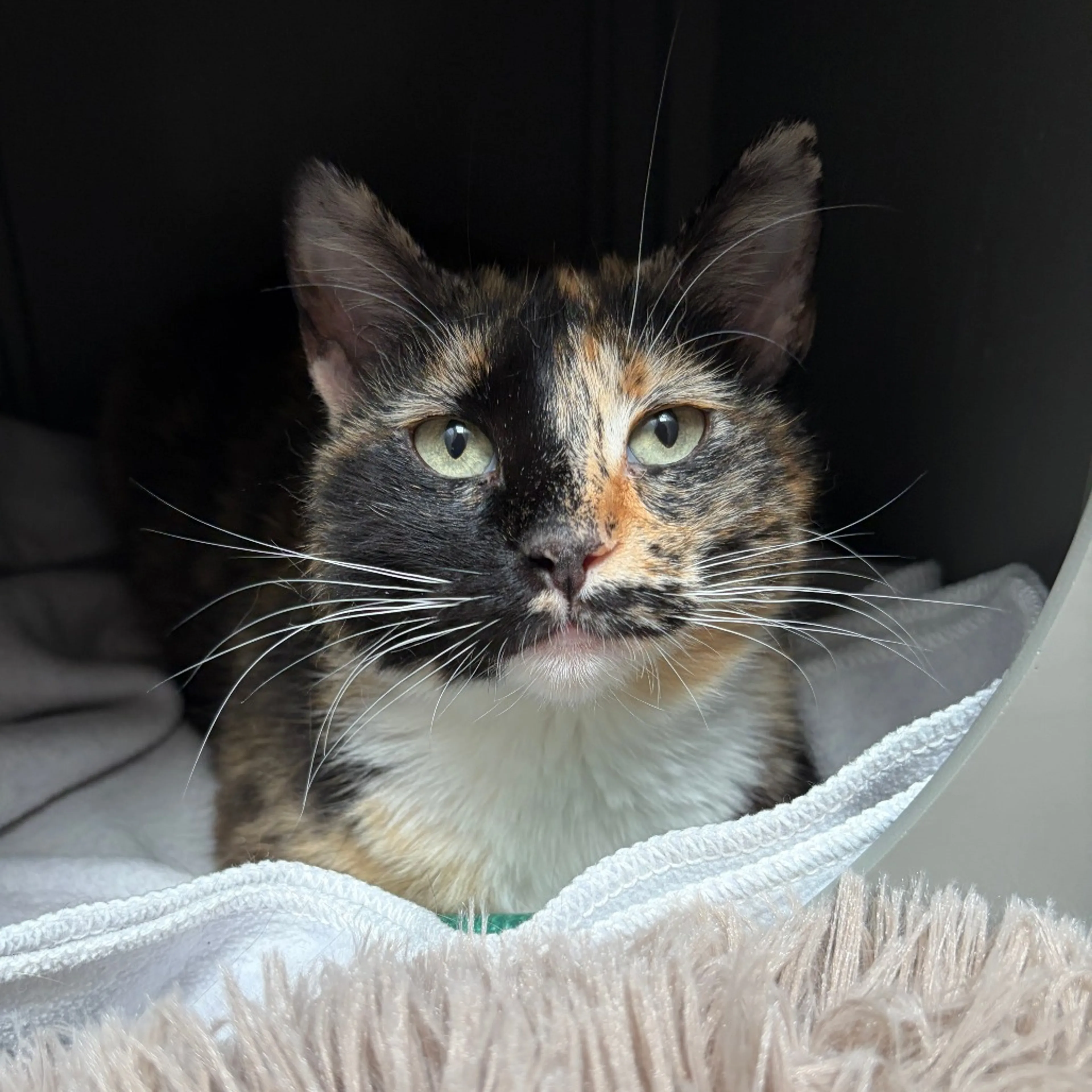 Found pet-5