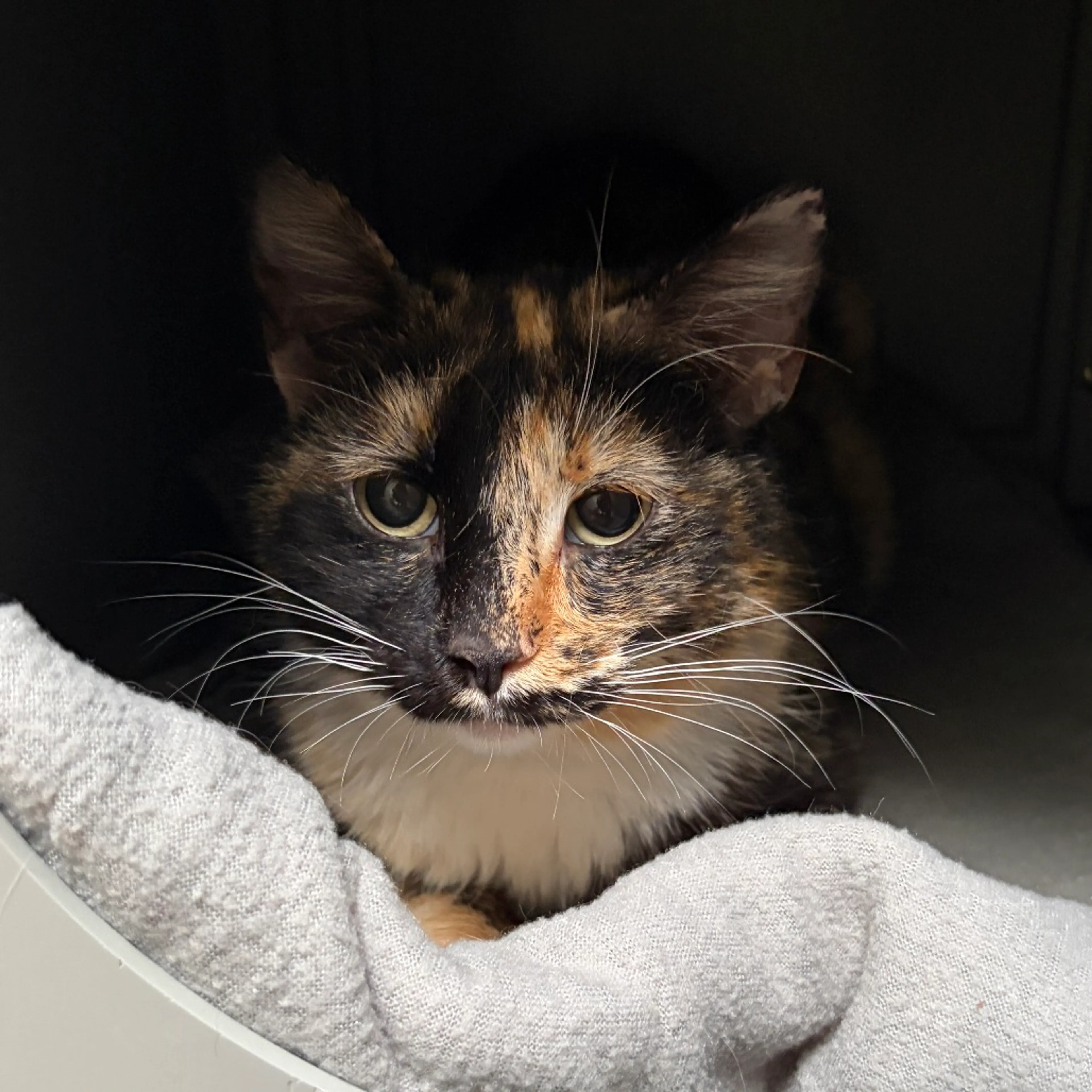 Found pet-4