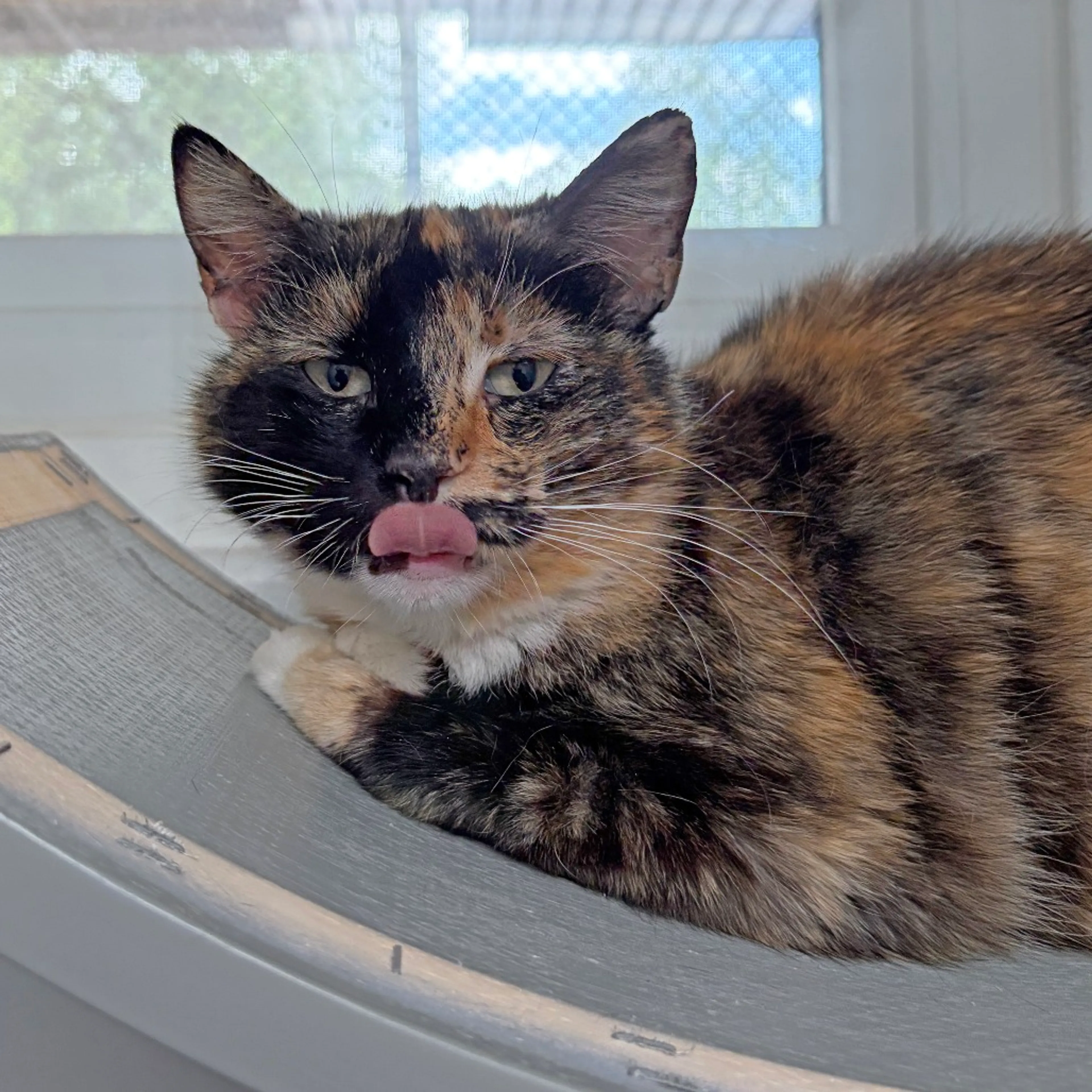 Found pet-3