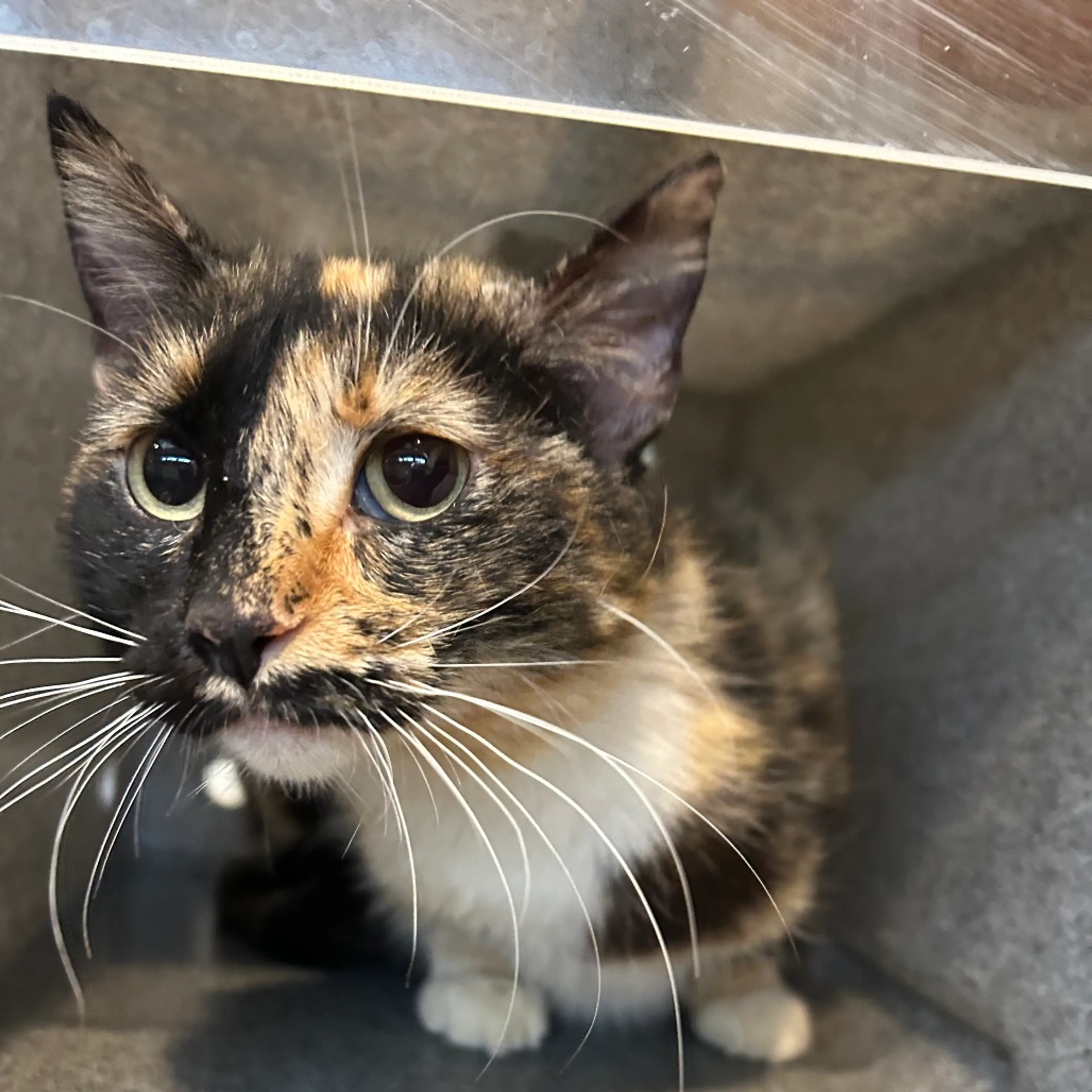 Found pet-1