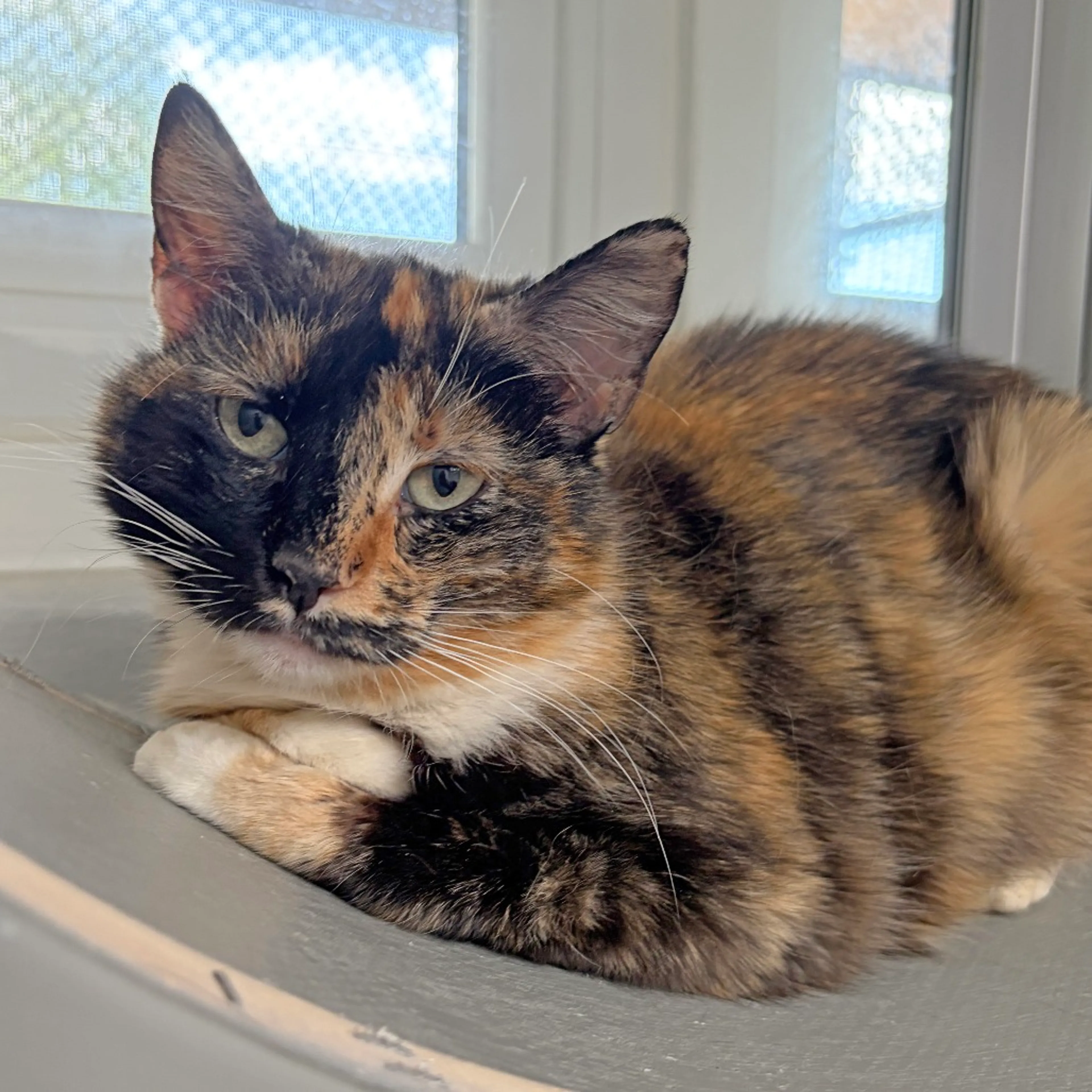 Found pet-2