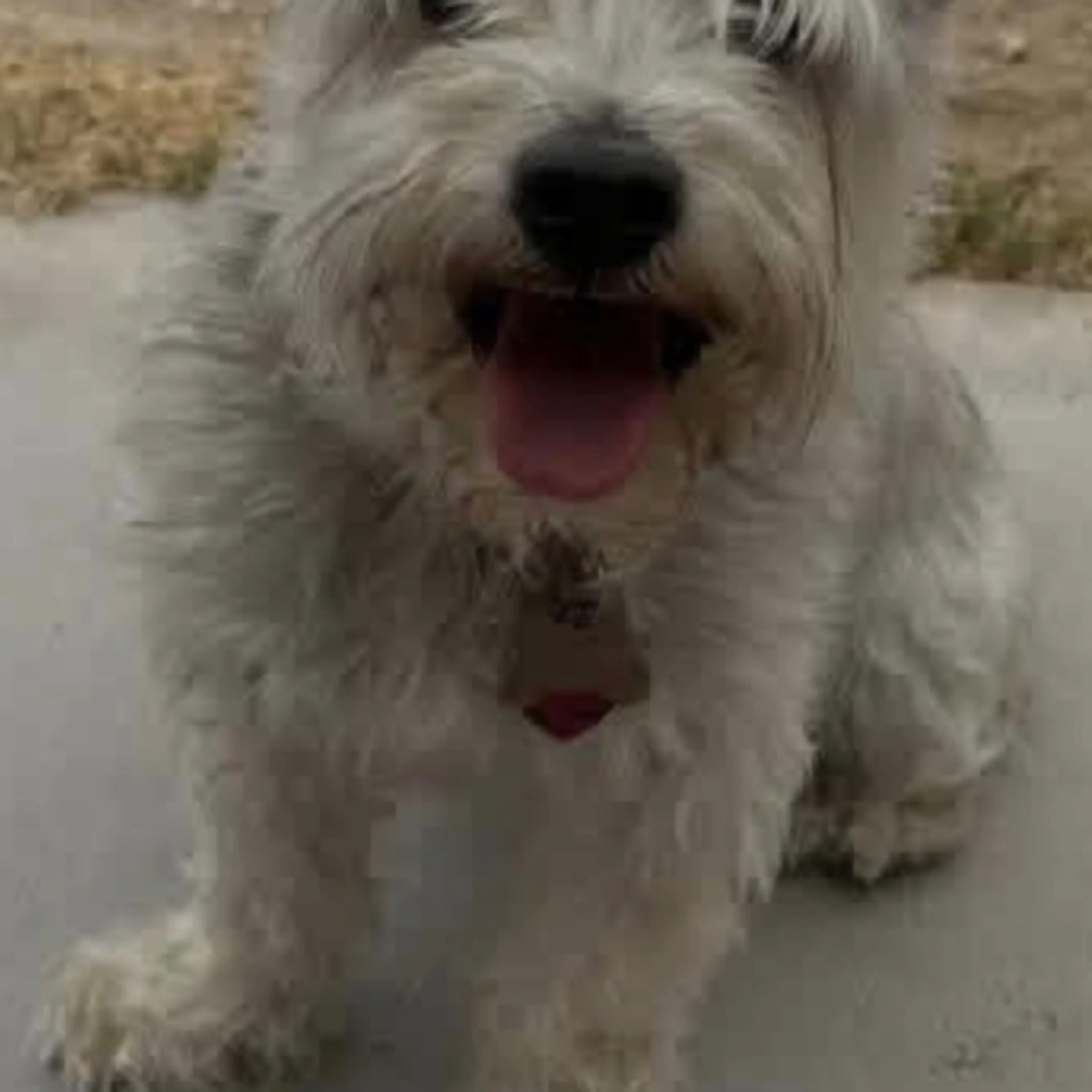 Lost pet-1