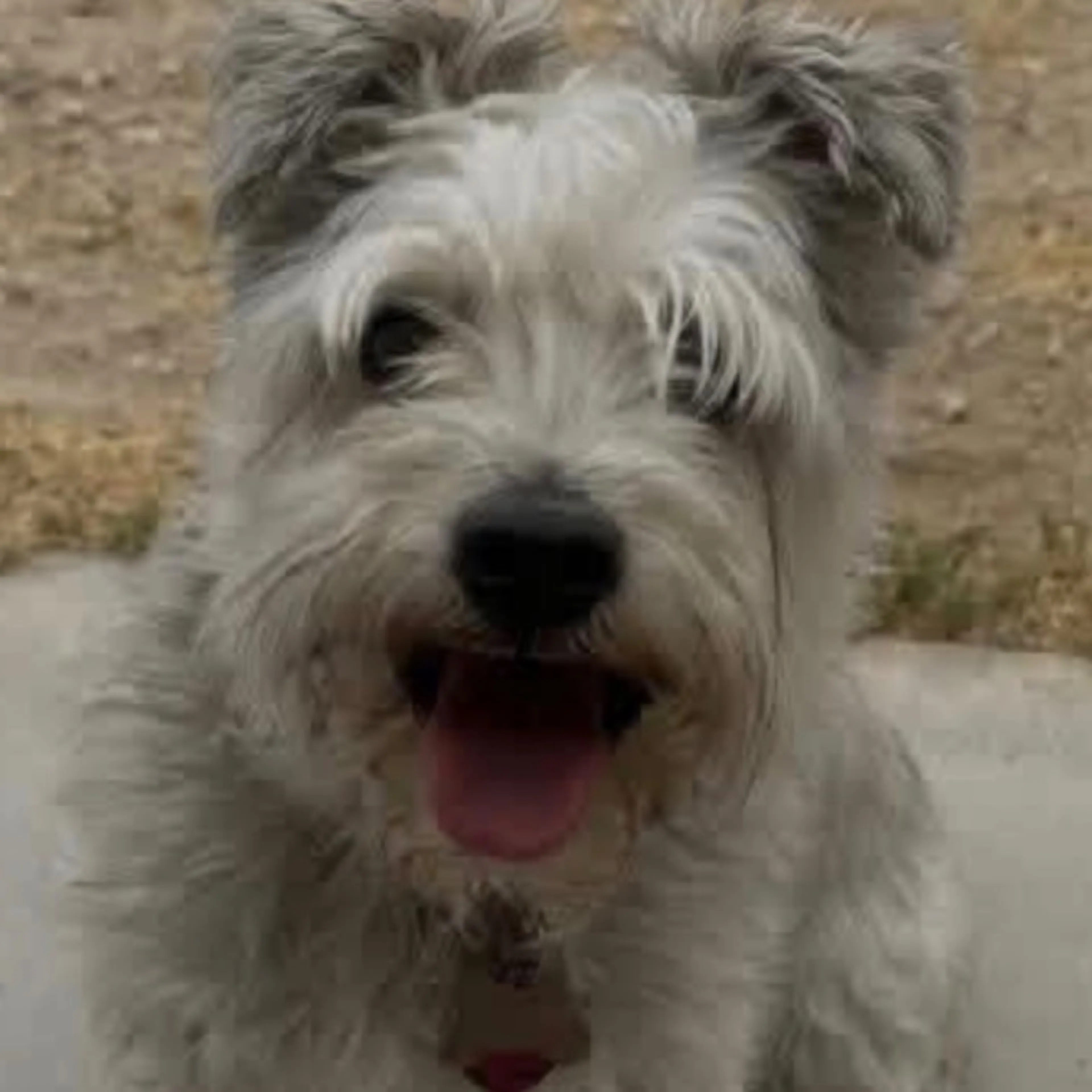 Lost pet-0