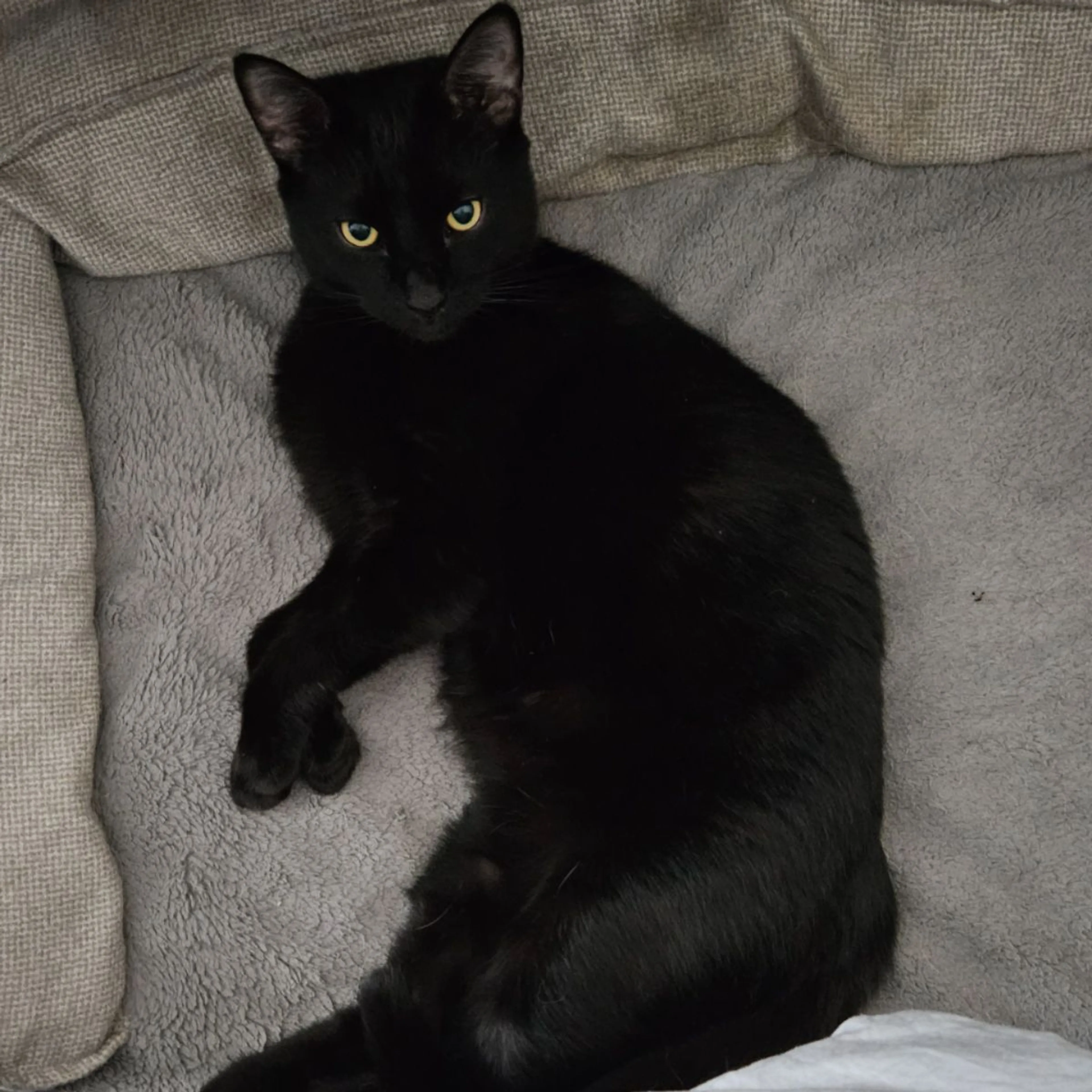 Lost pet-0