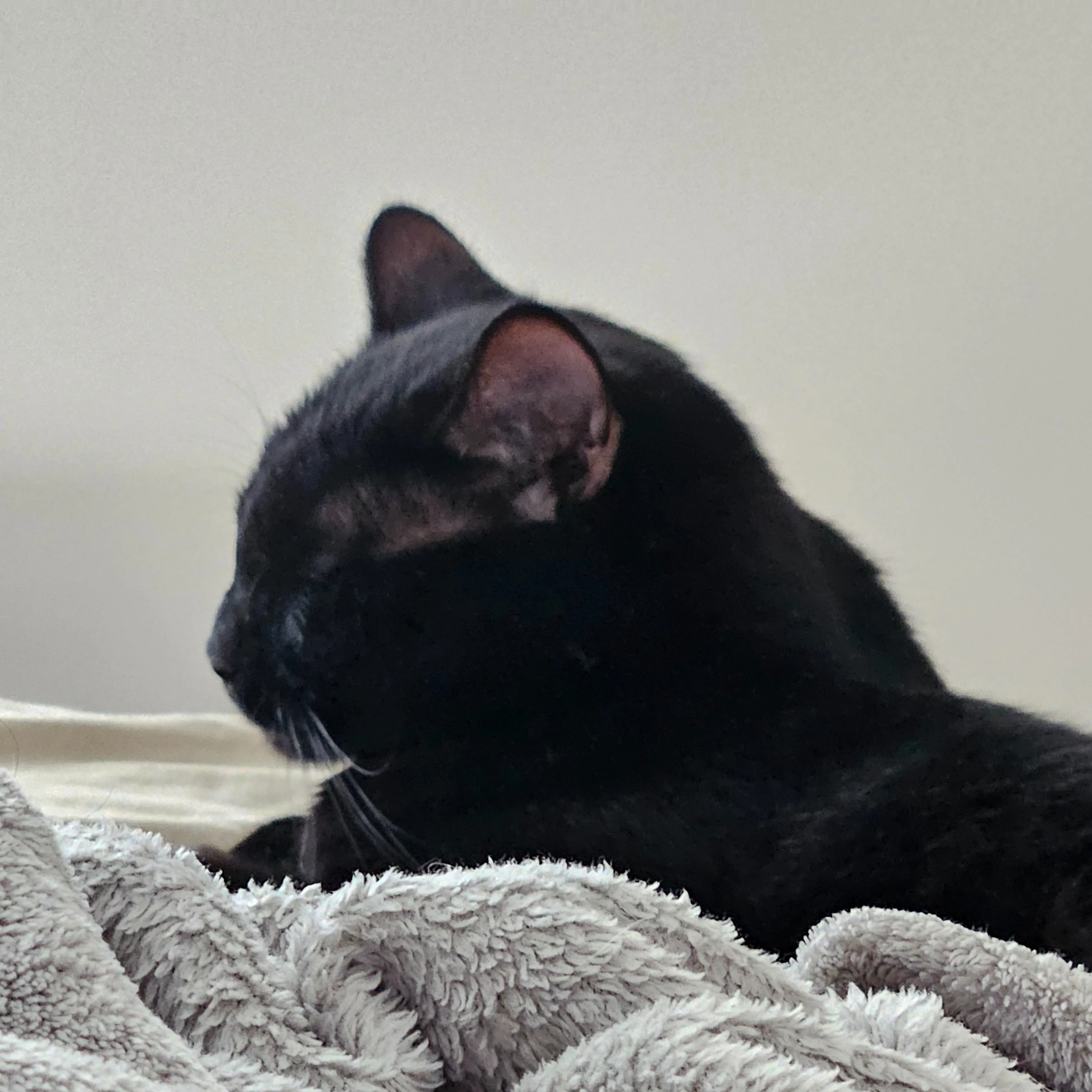 Lost pet-1