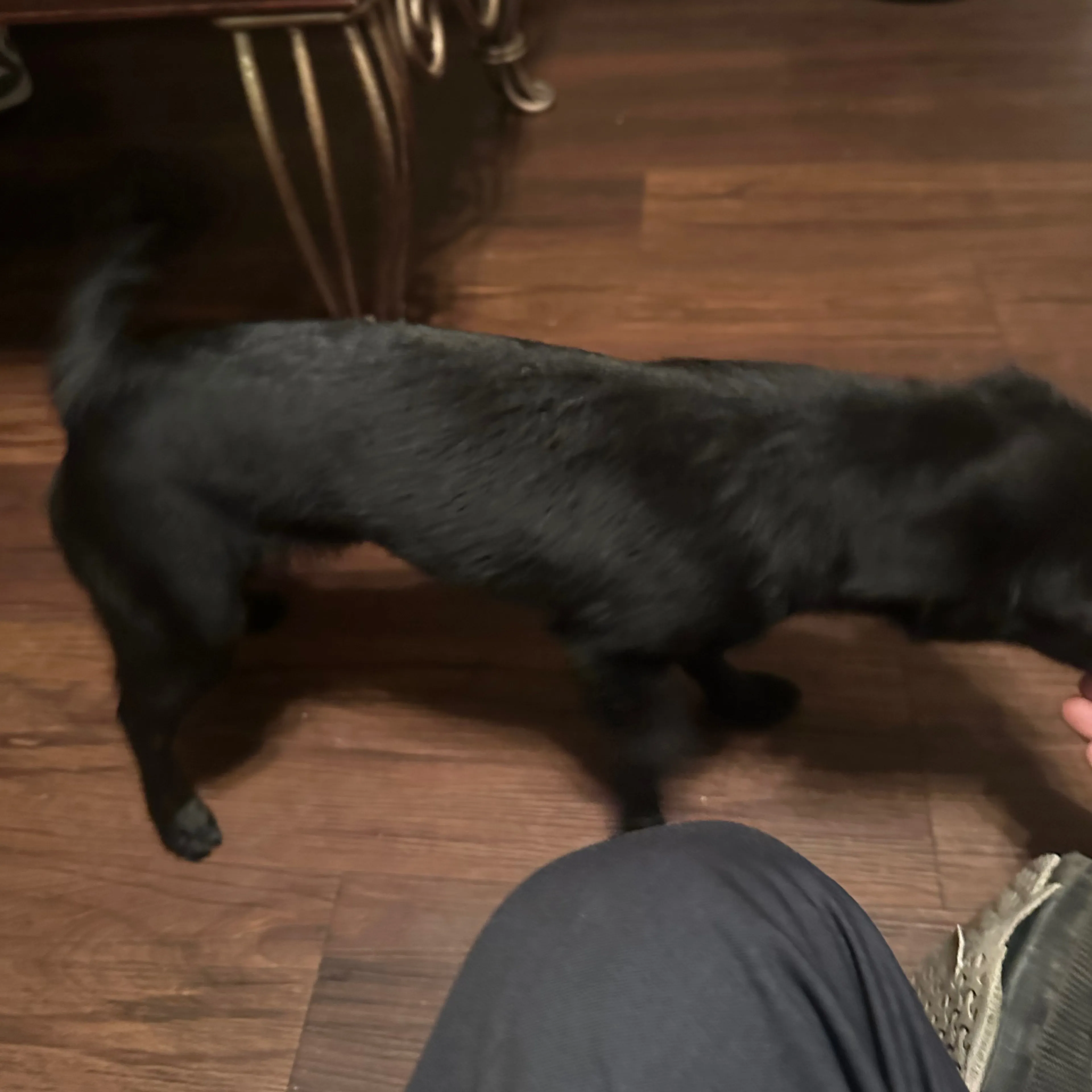 Lost pet-1