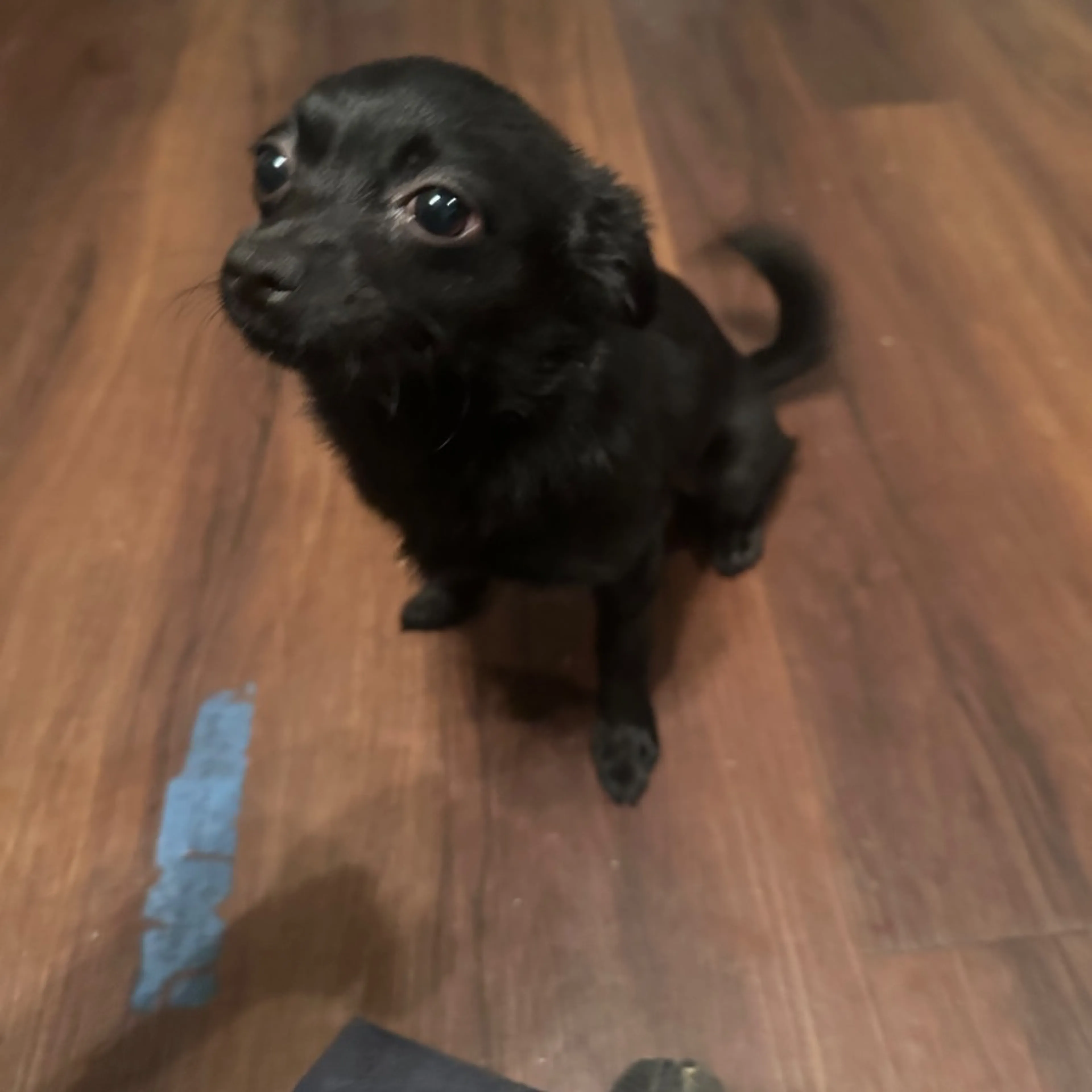 Lost pet-0