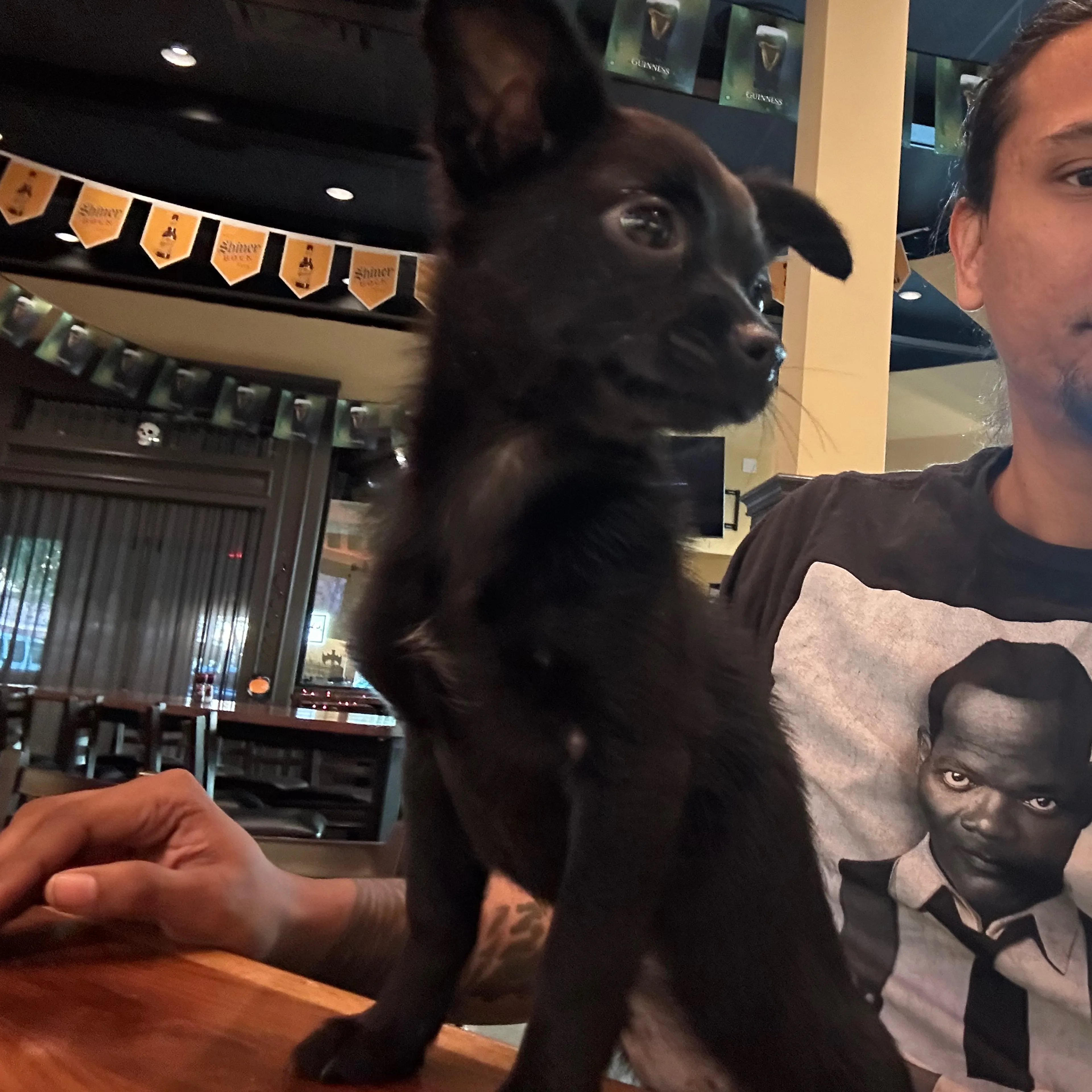 Lost pet-2