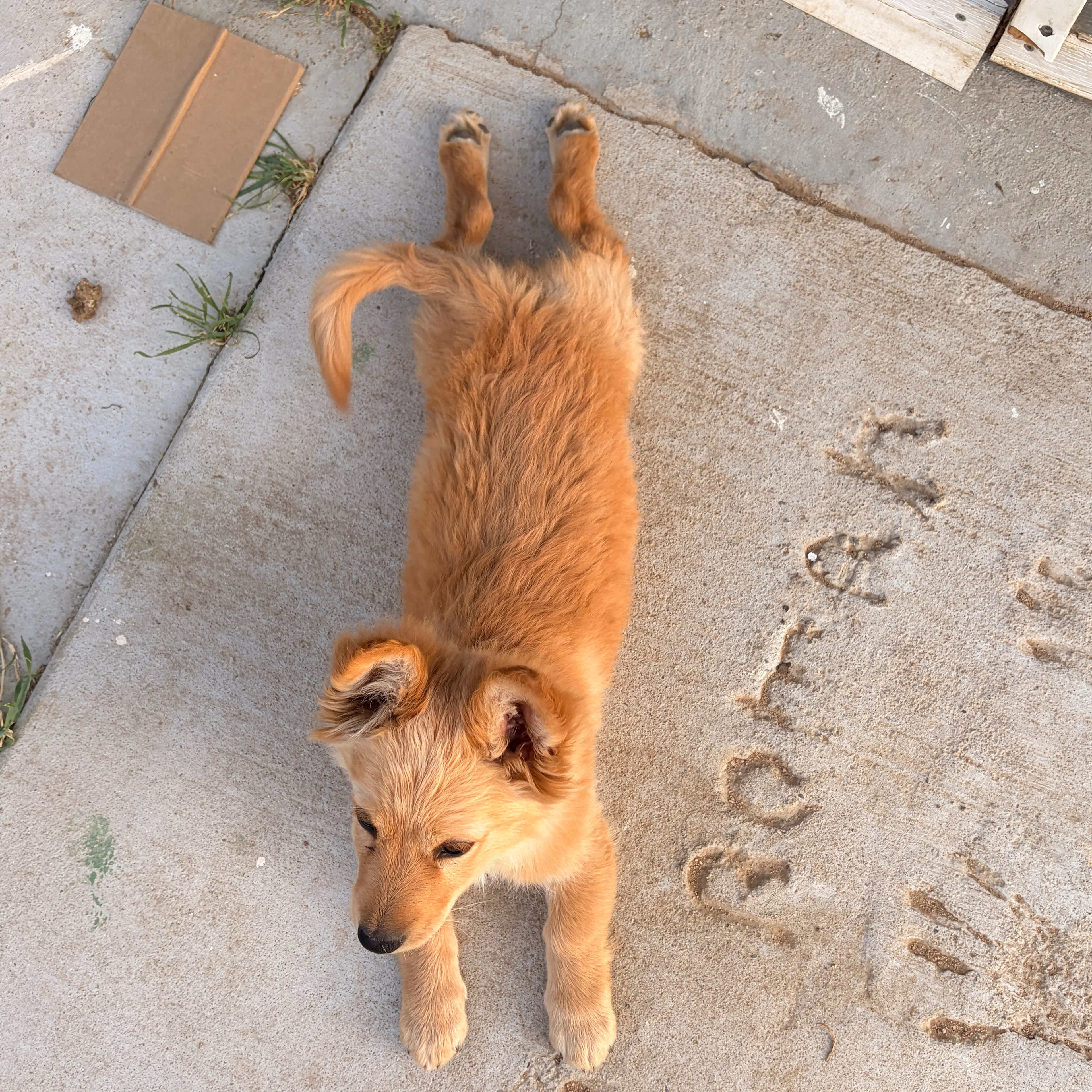 Lost pet-1