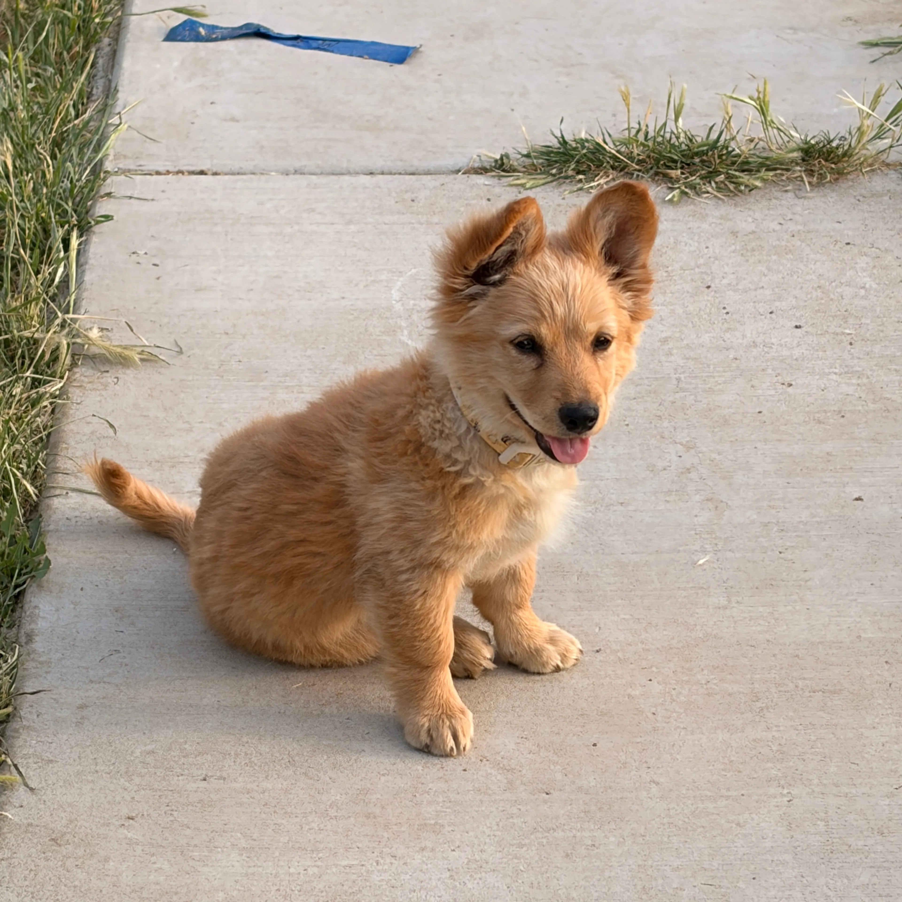 Lost pet-2