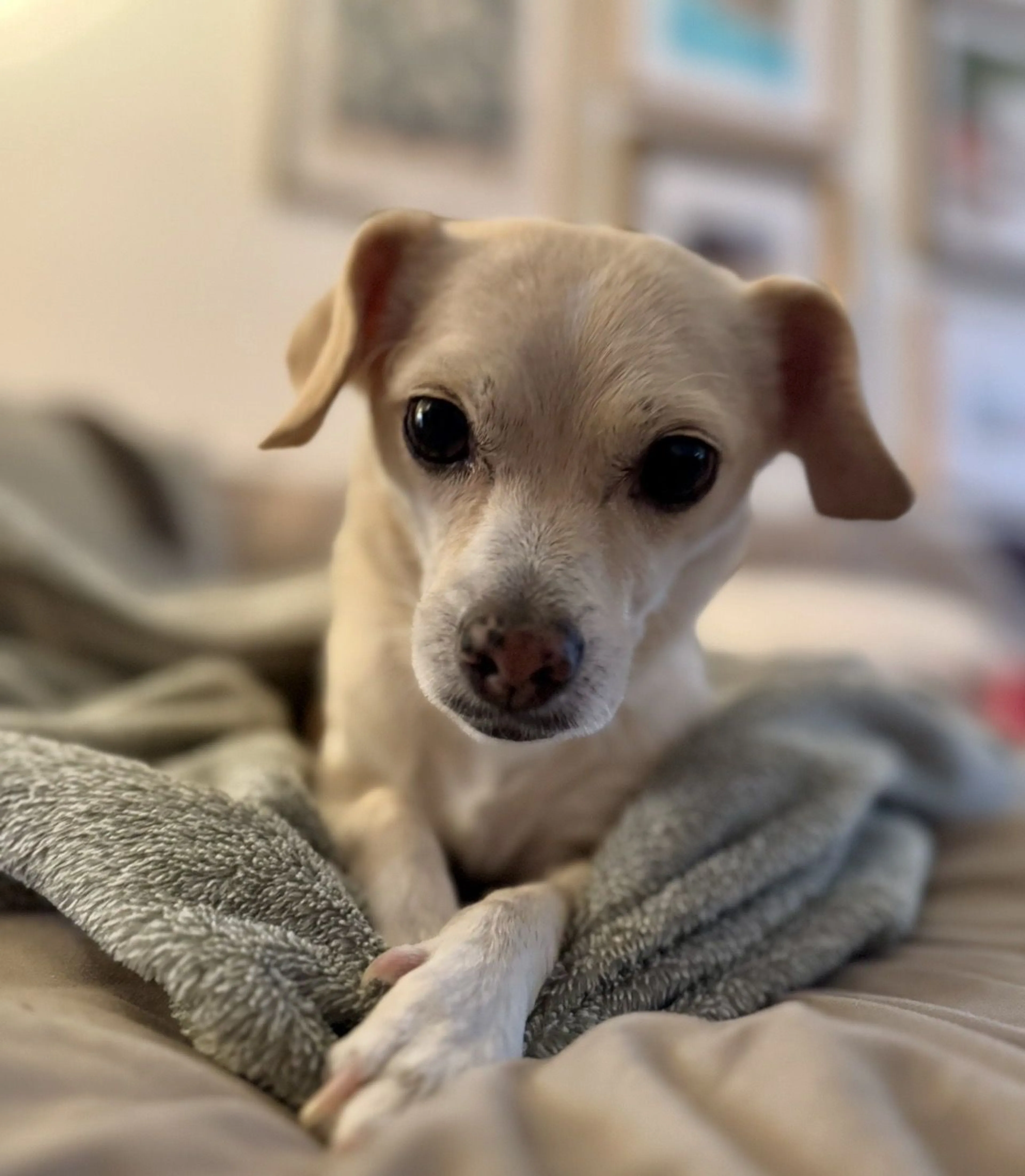 Lost pet