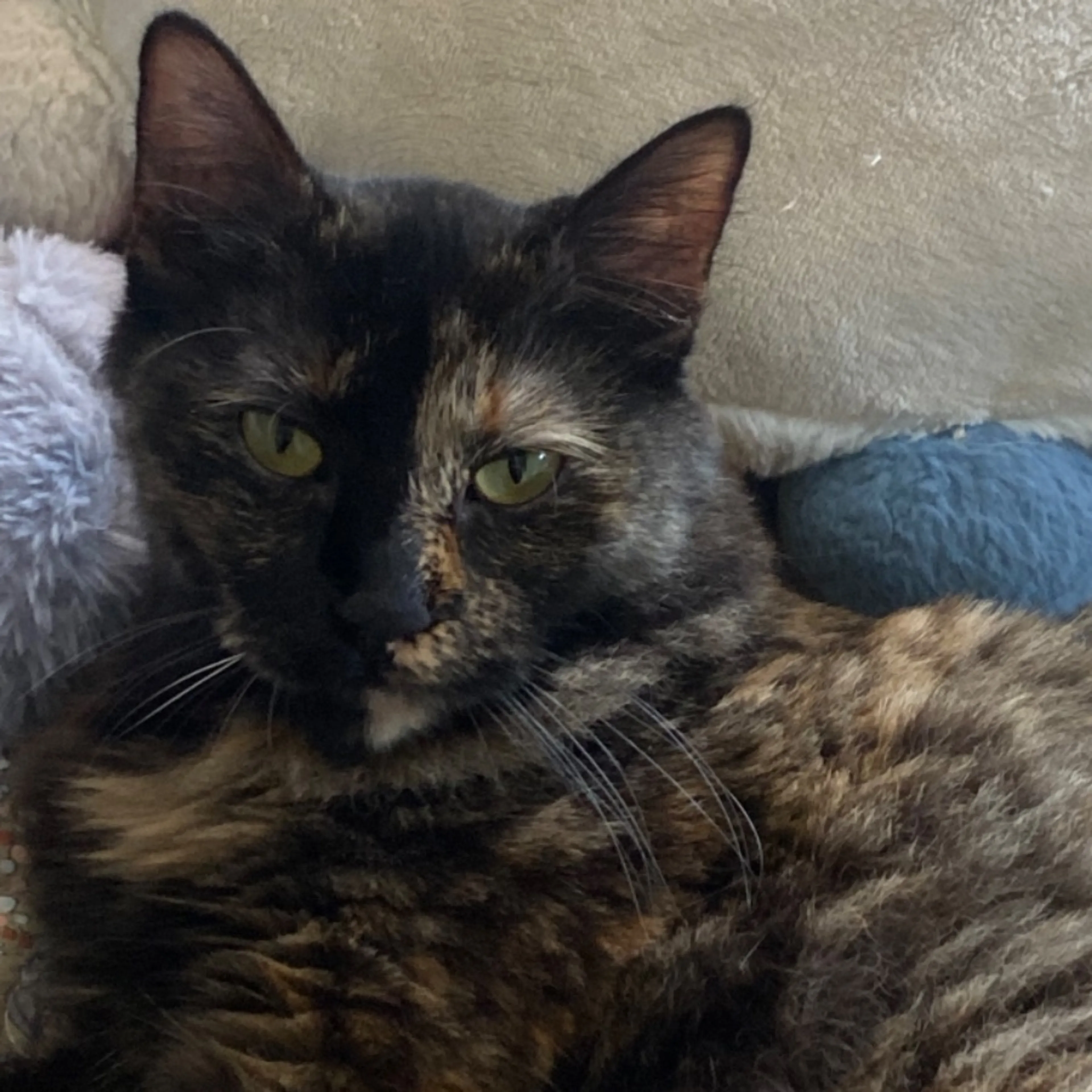 Lost pet