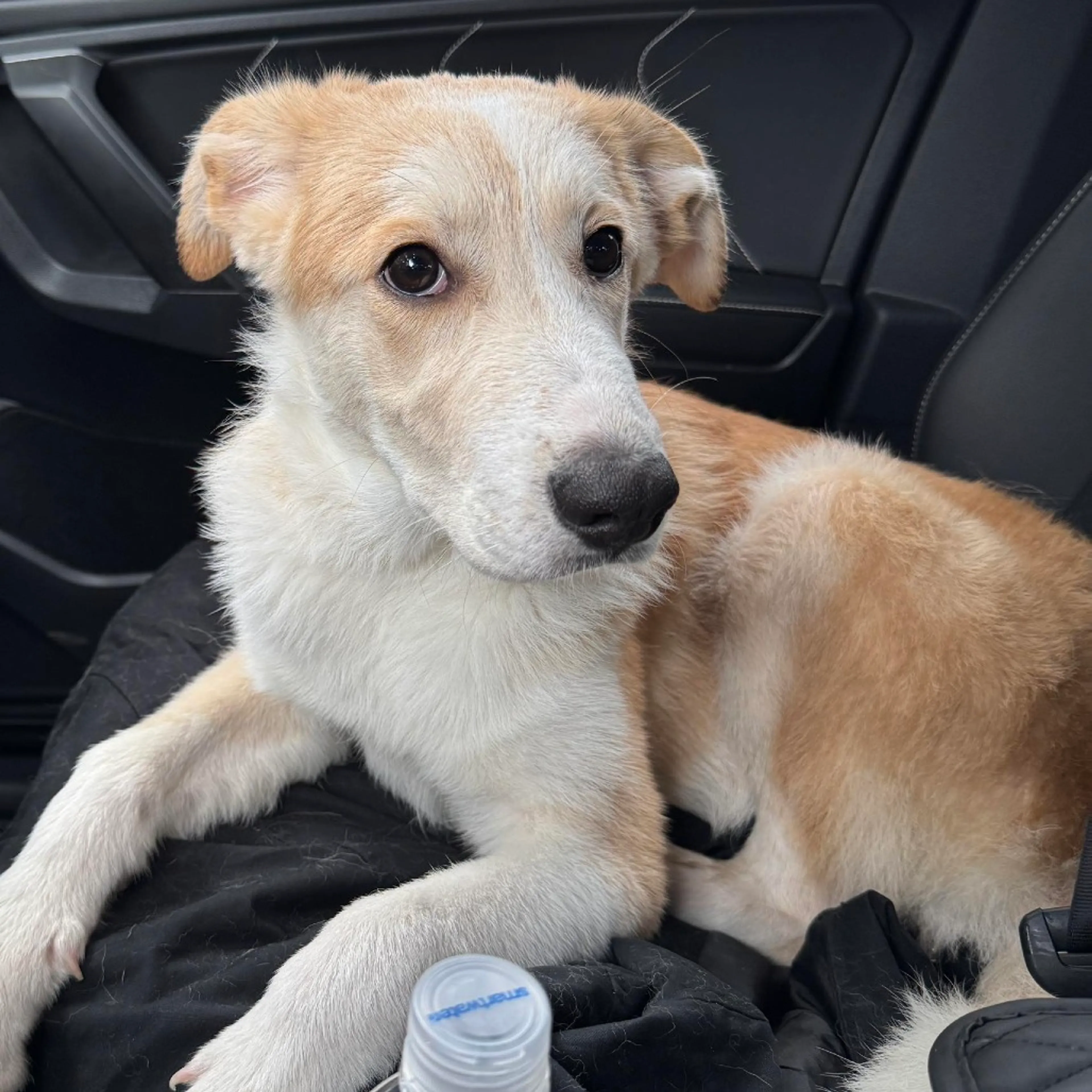 Found pet