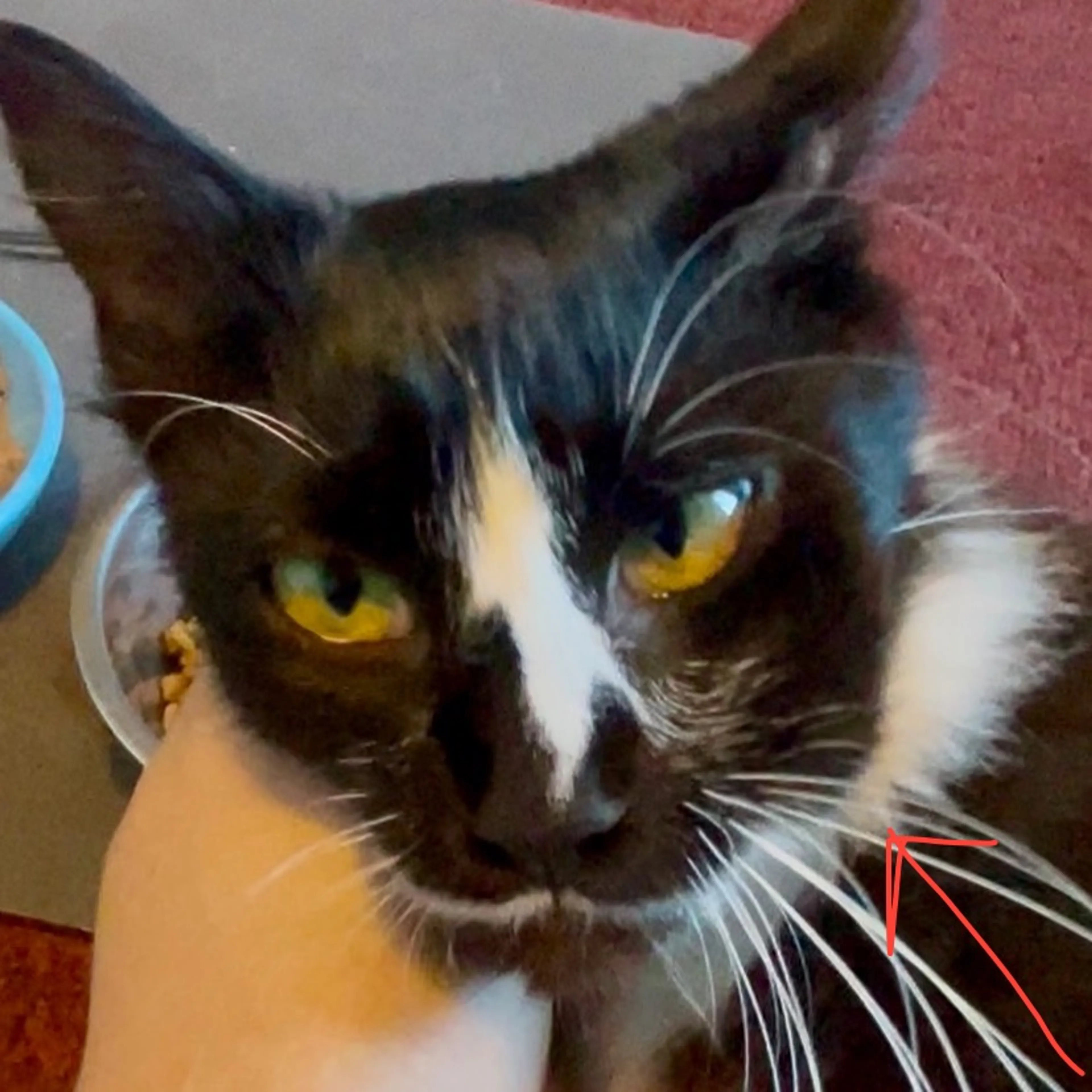 Found pet-2