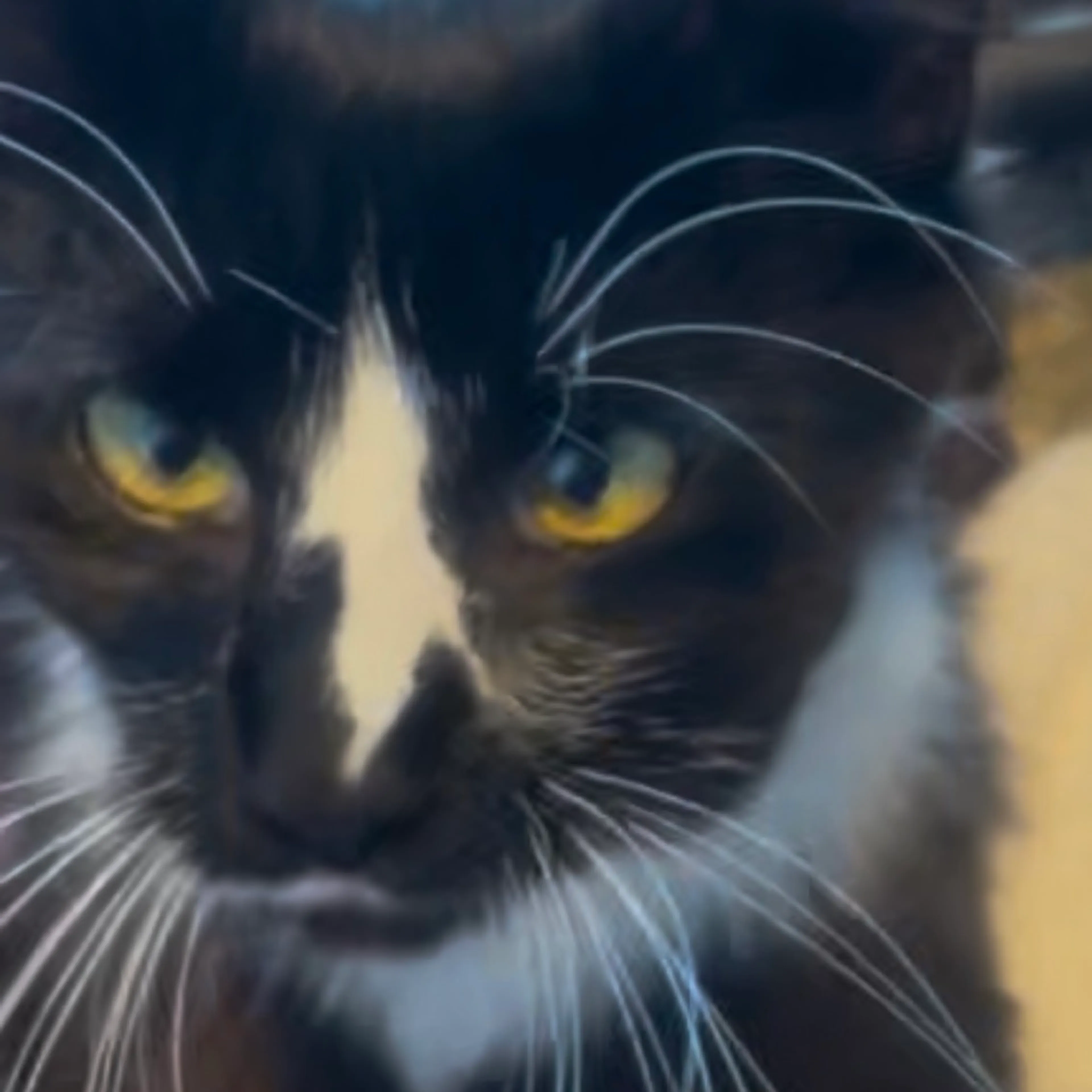 Found pet-3