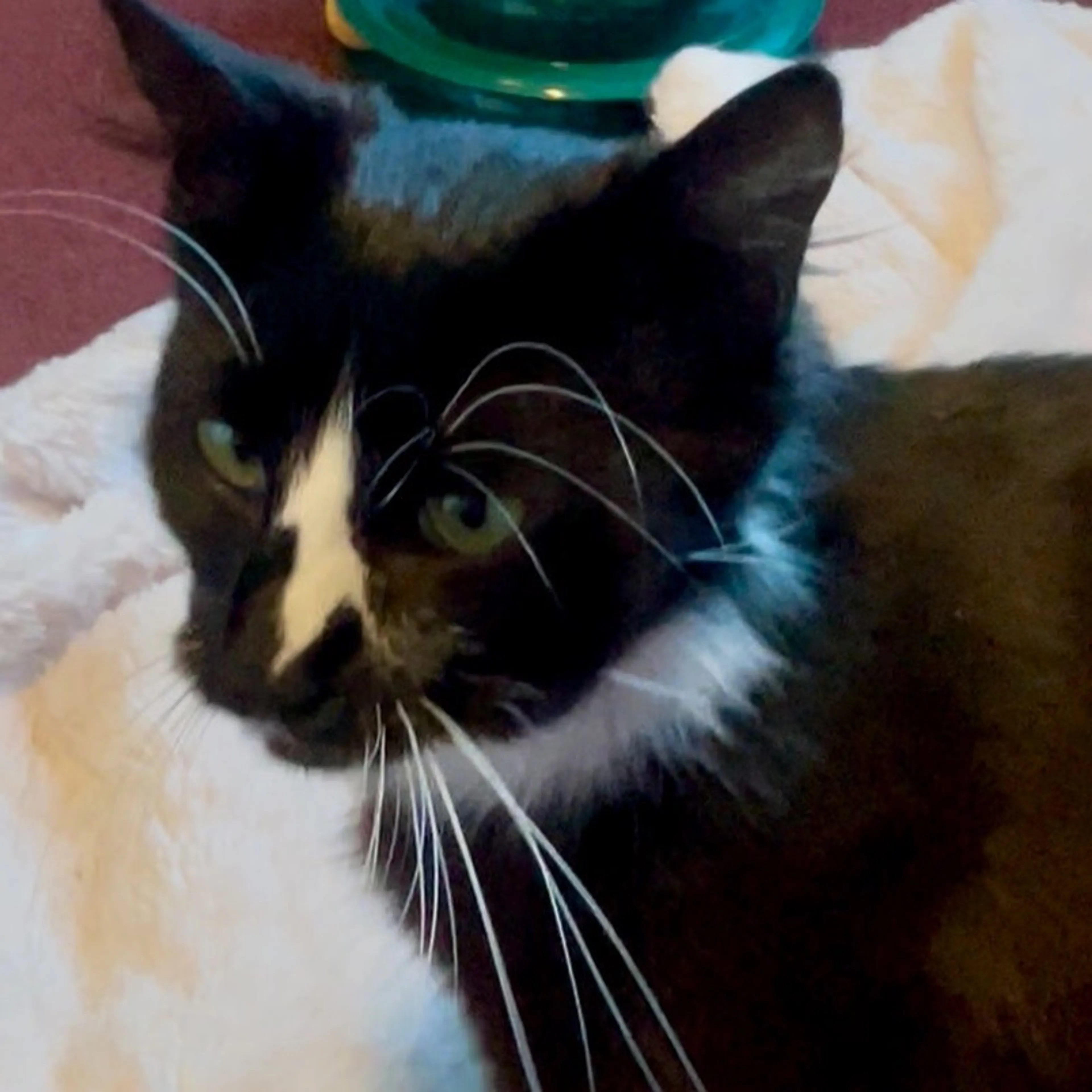Found pet-1