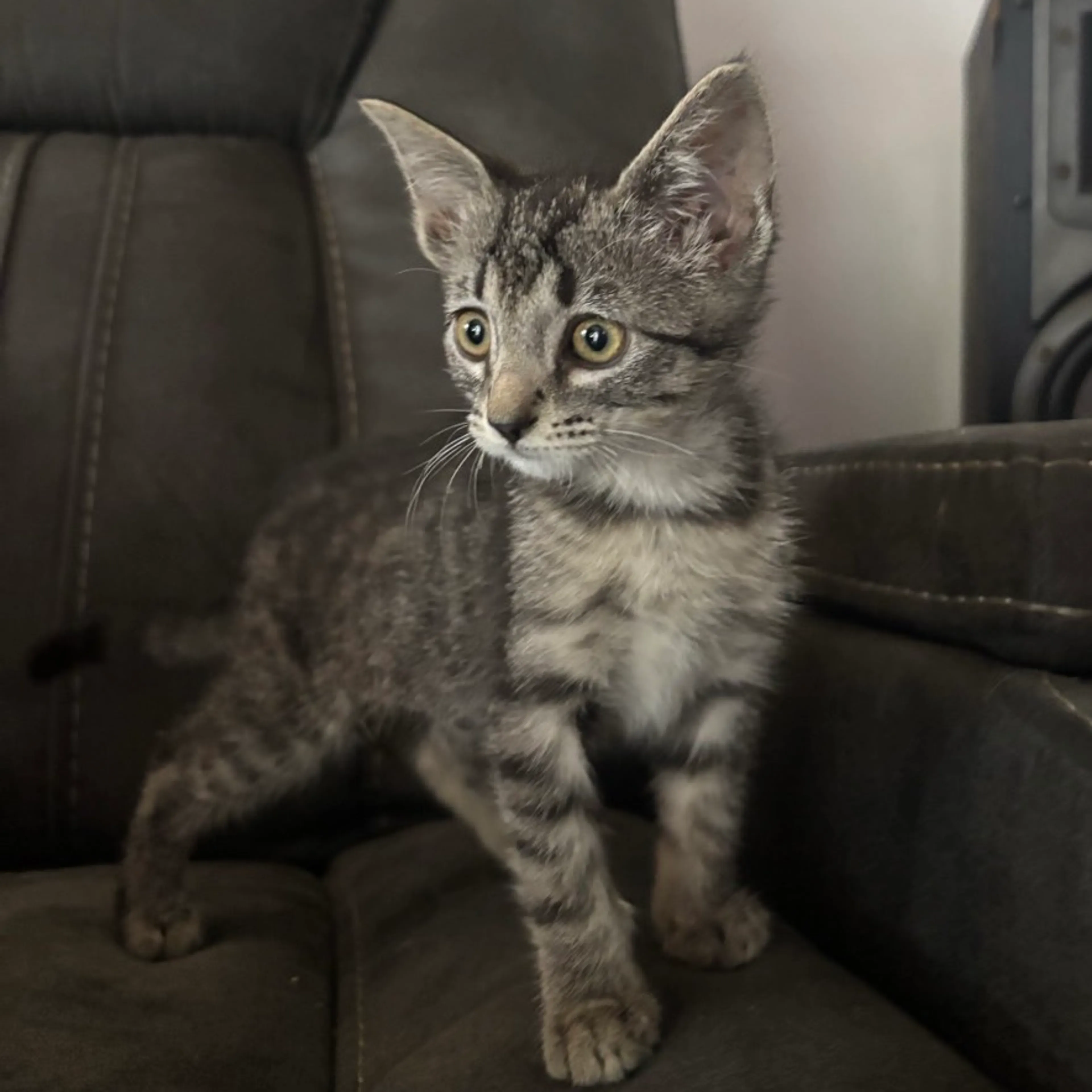 Found pet-0