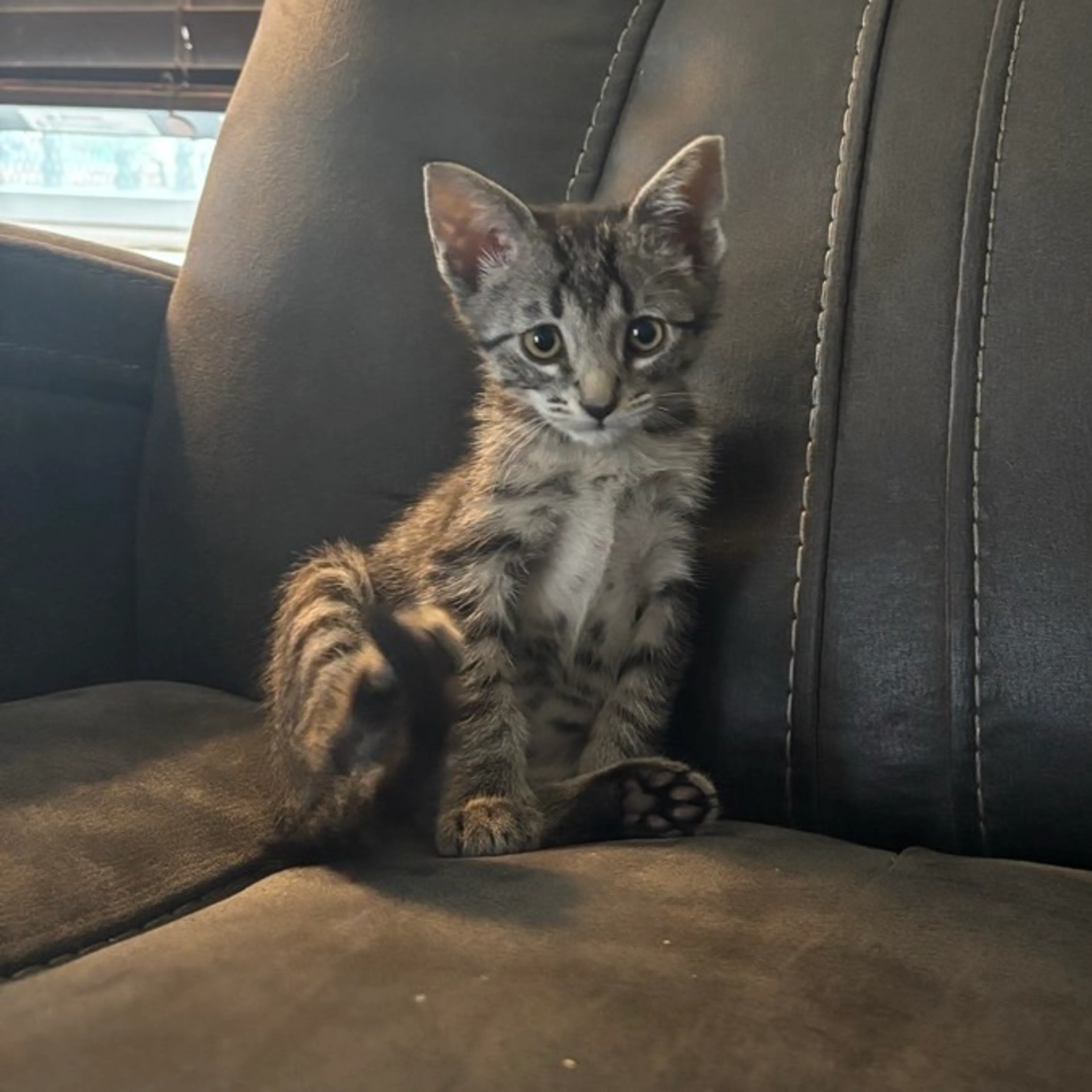 Found pet-2