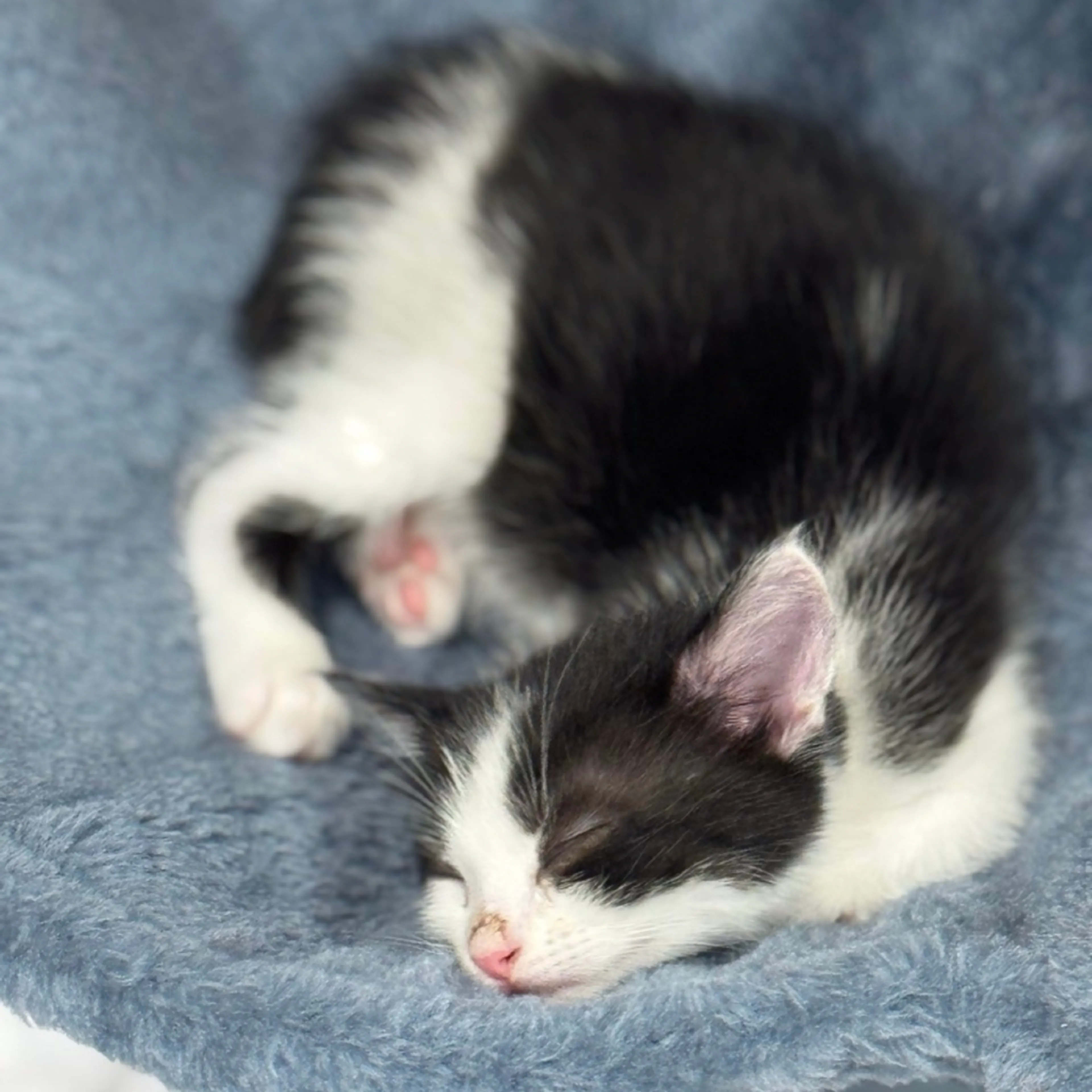 Found pet-4