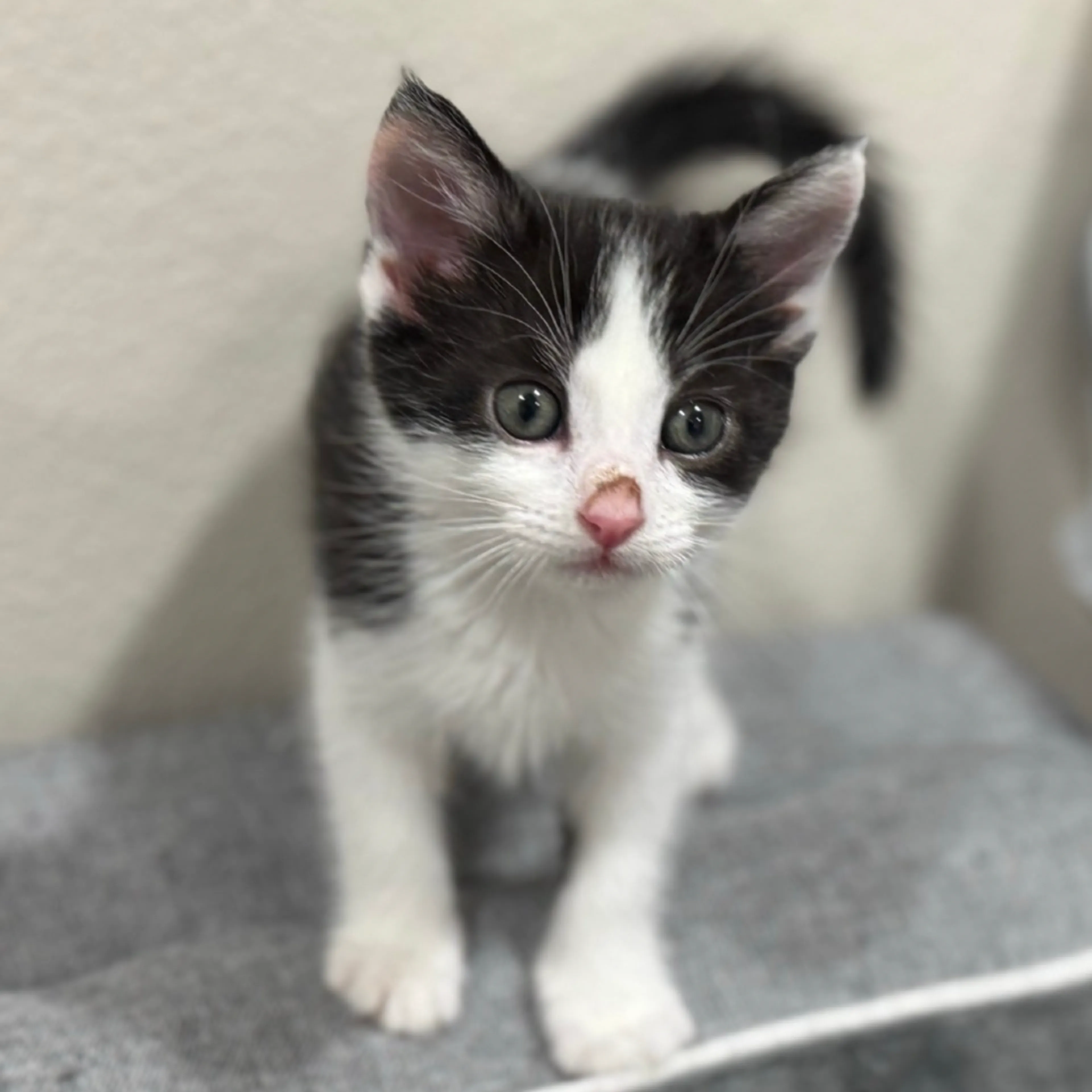 Found pet-3