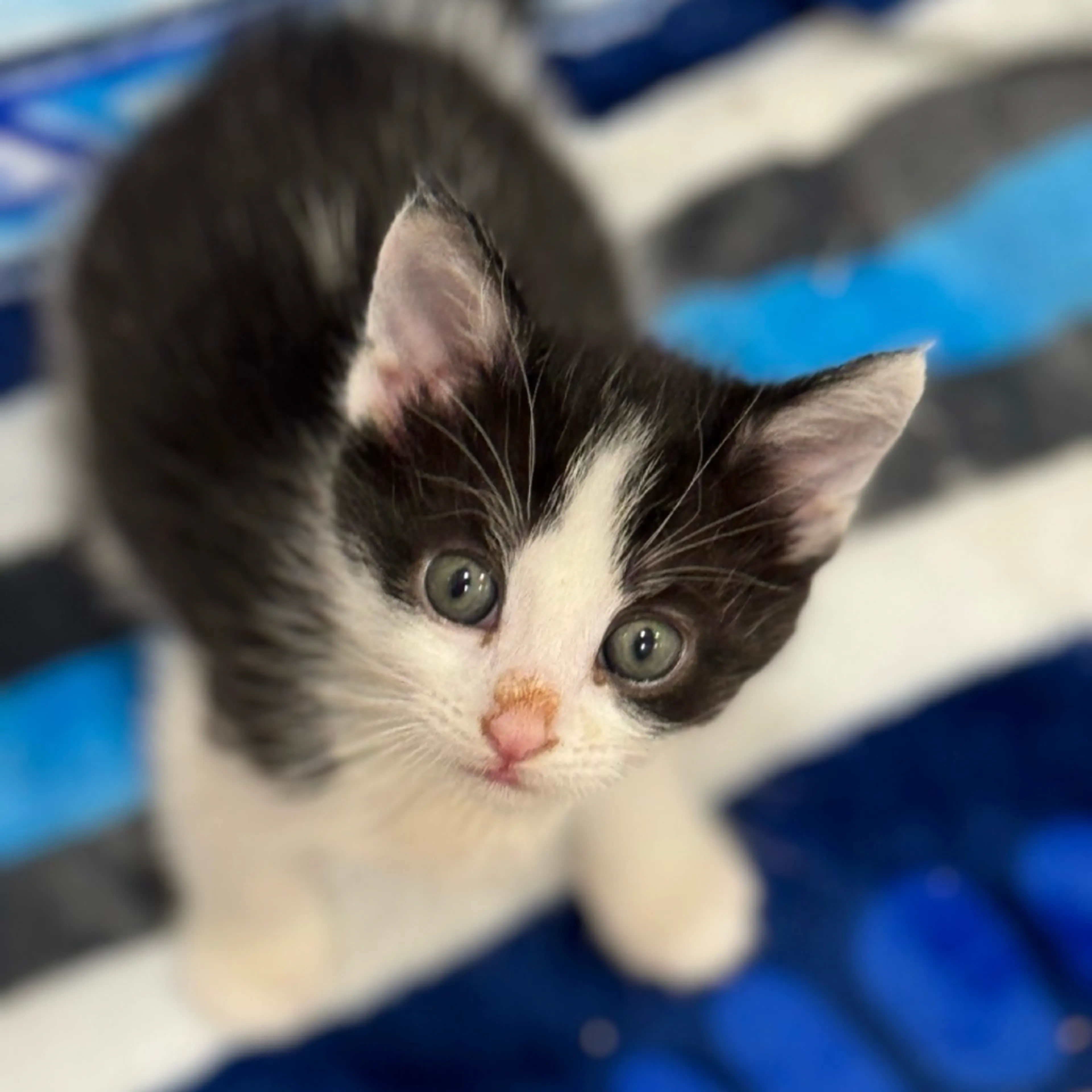 Found pet-0