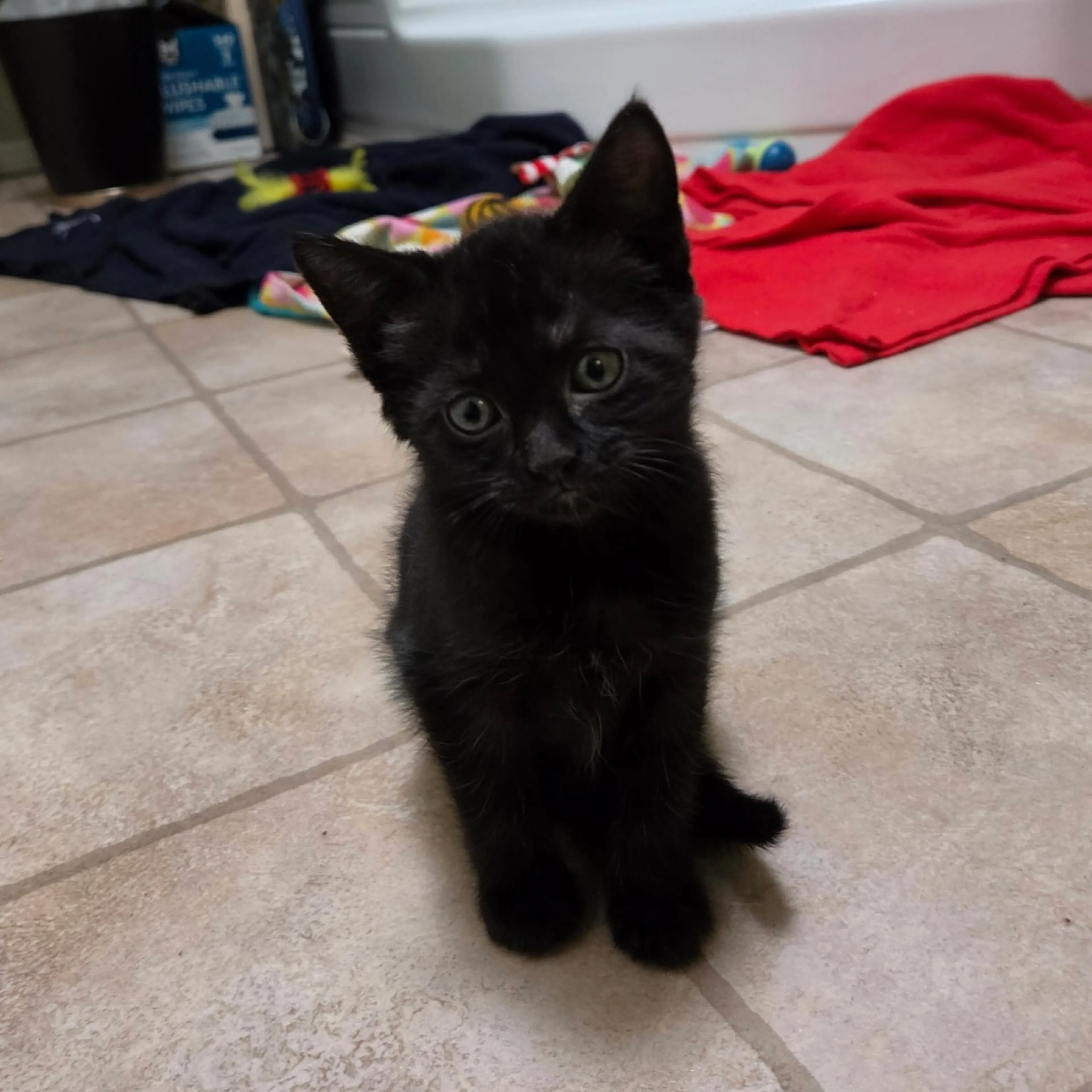 Found pet-0