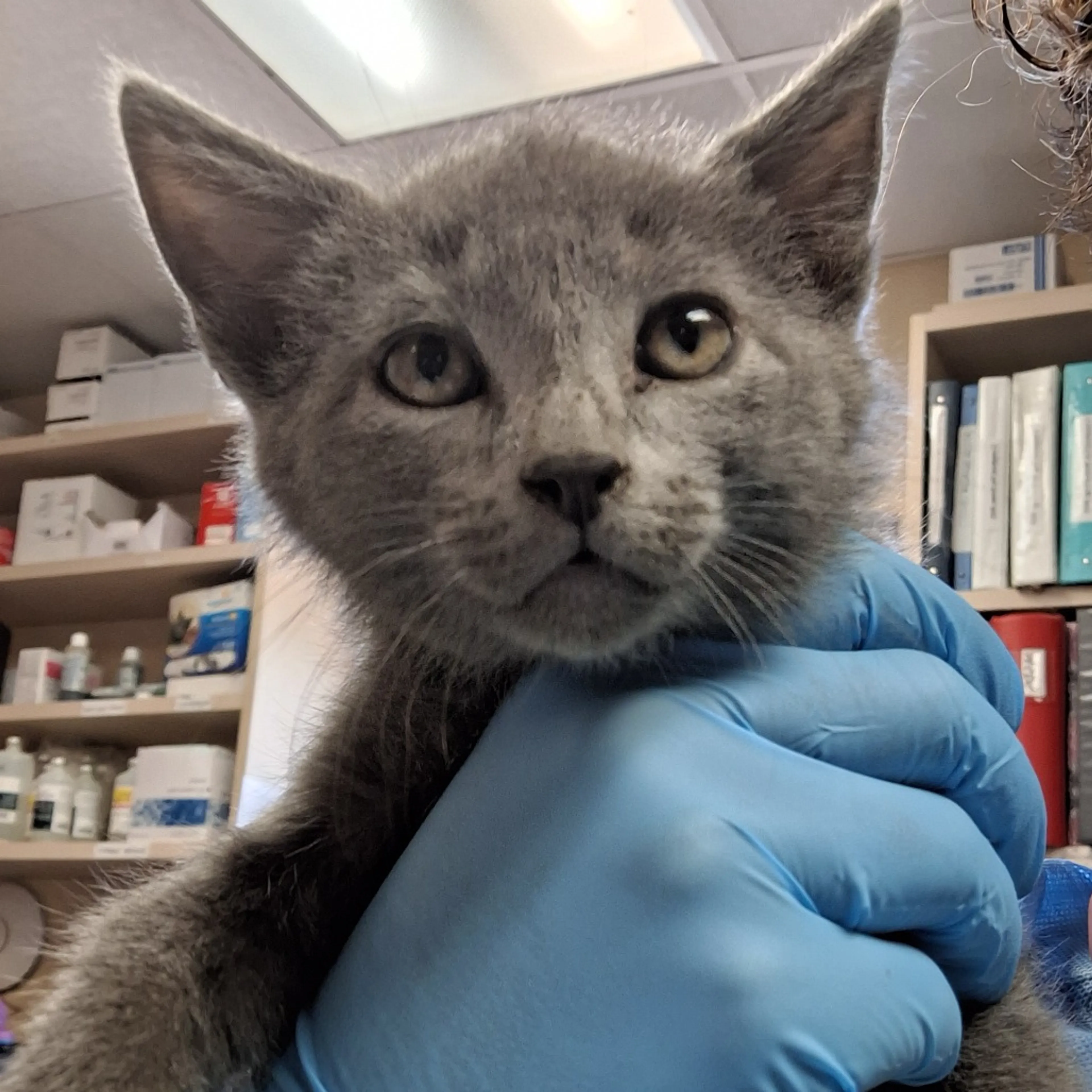 Found pet-1