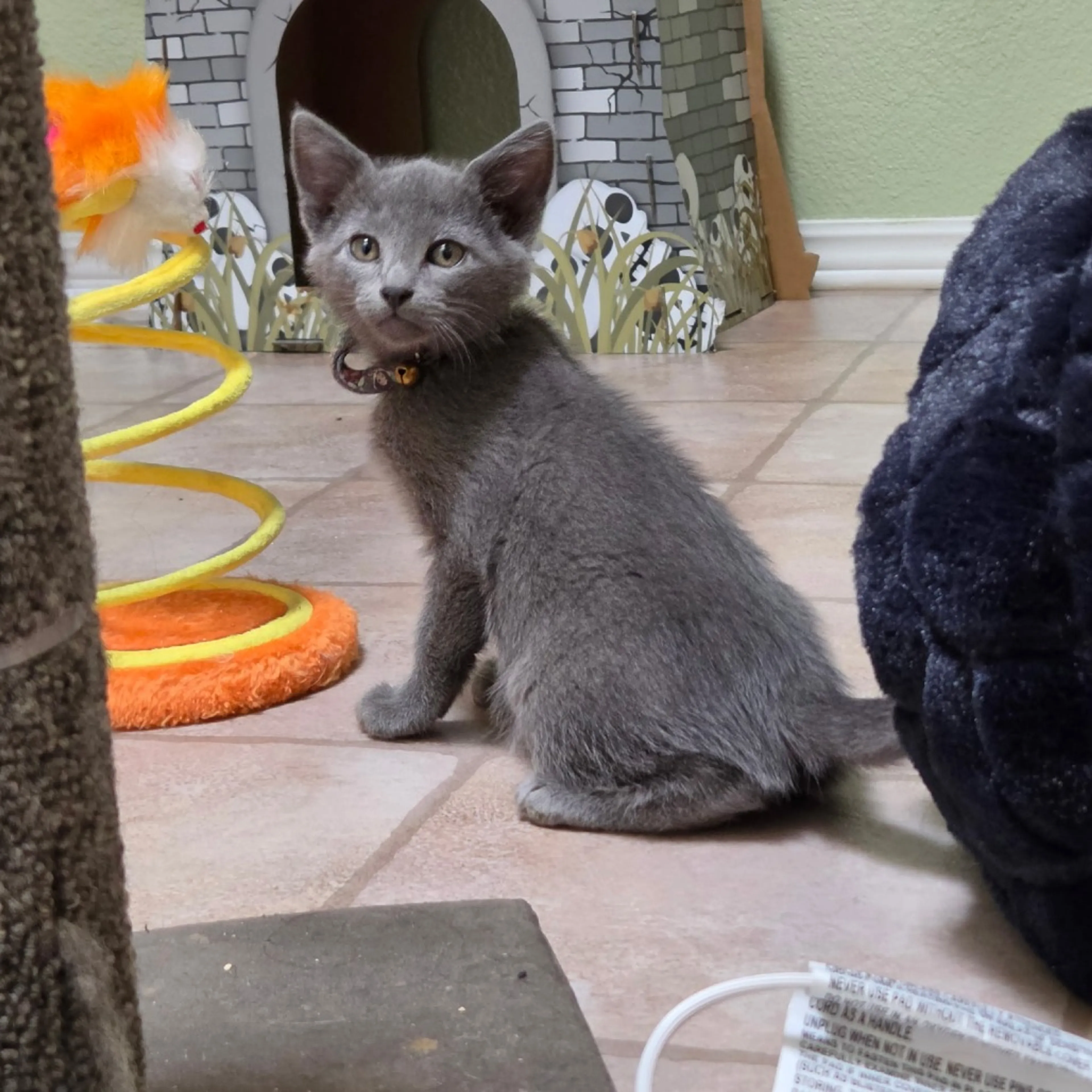 Found pet-0