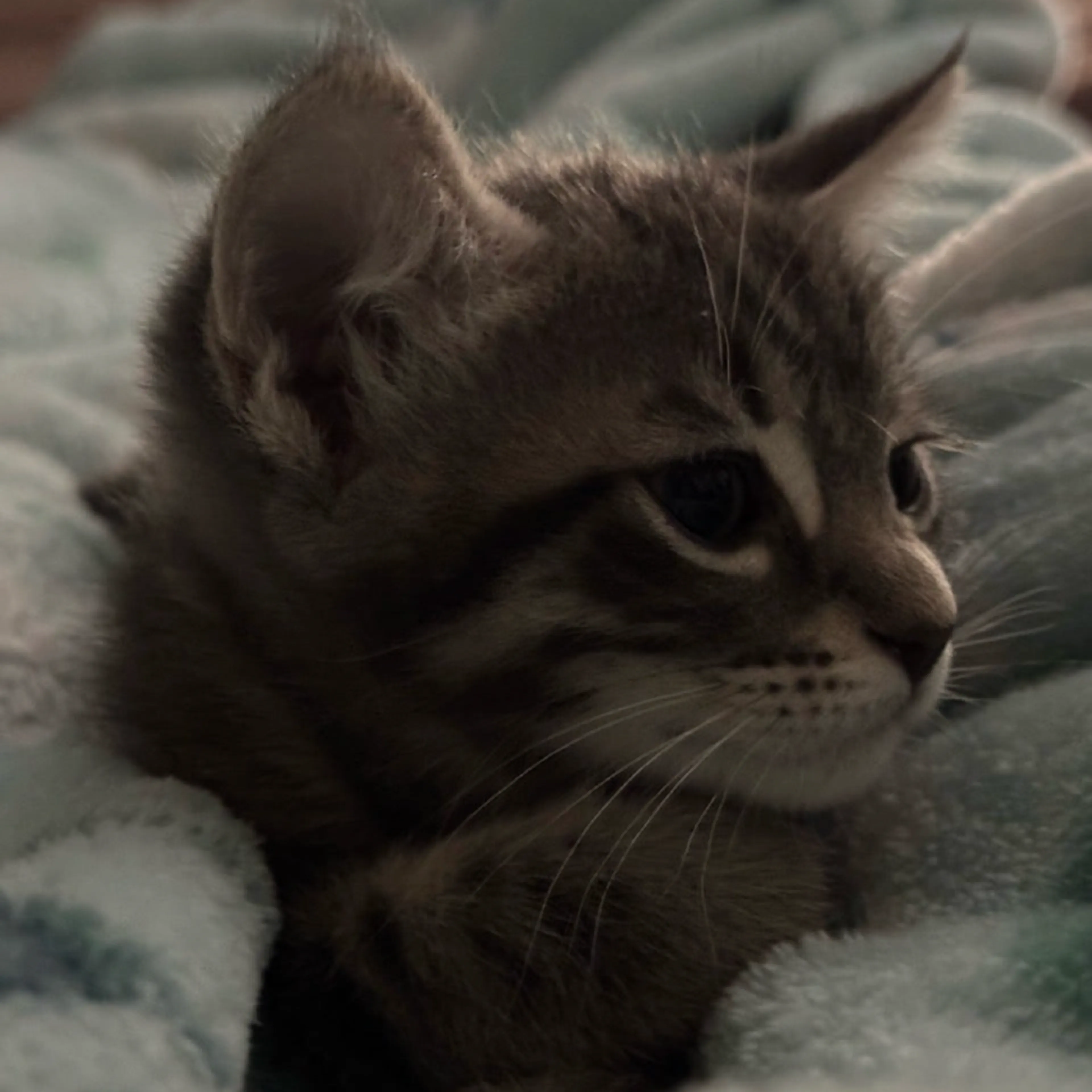 Found pet-6