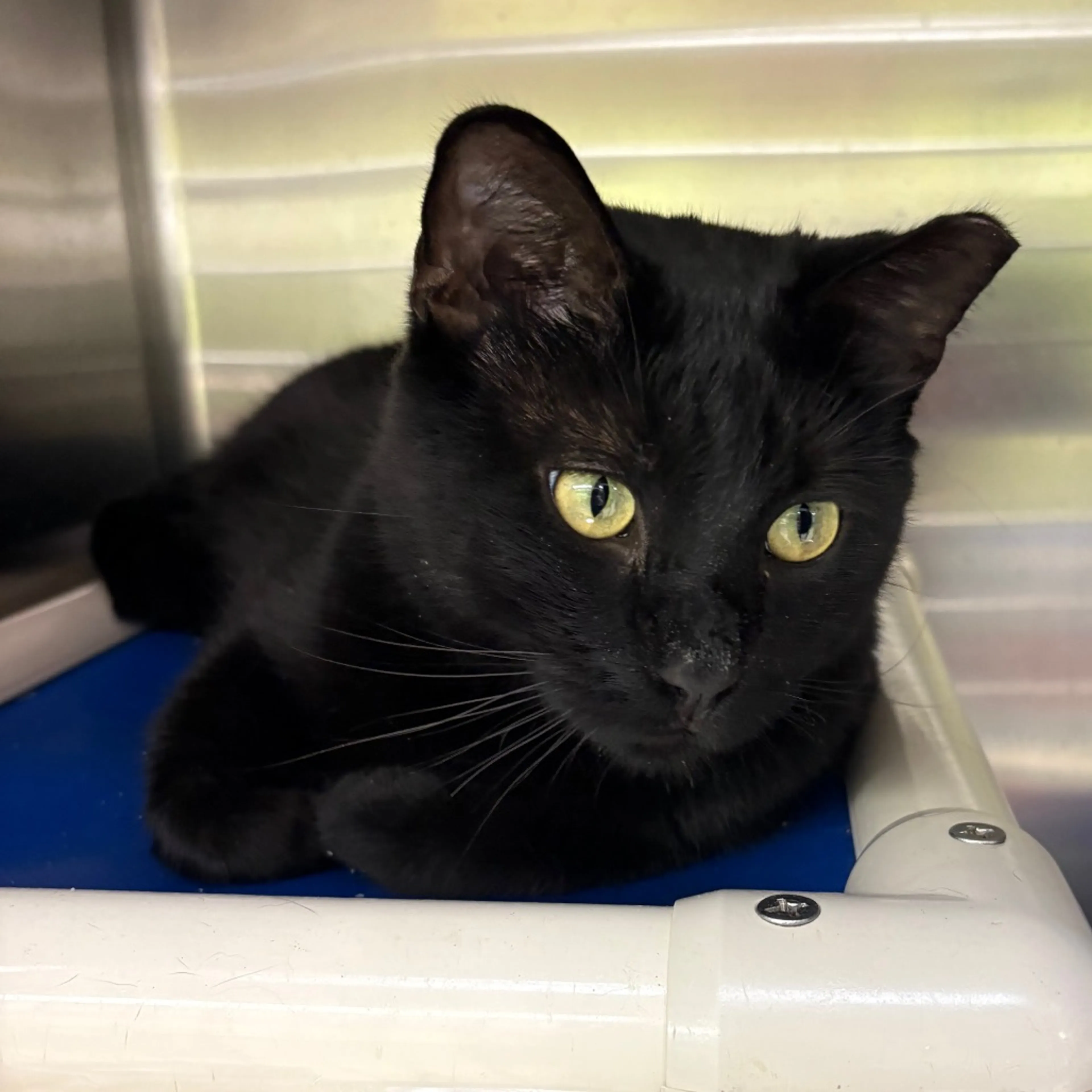 Found pet-1