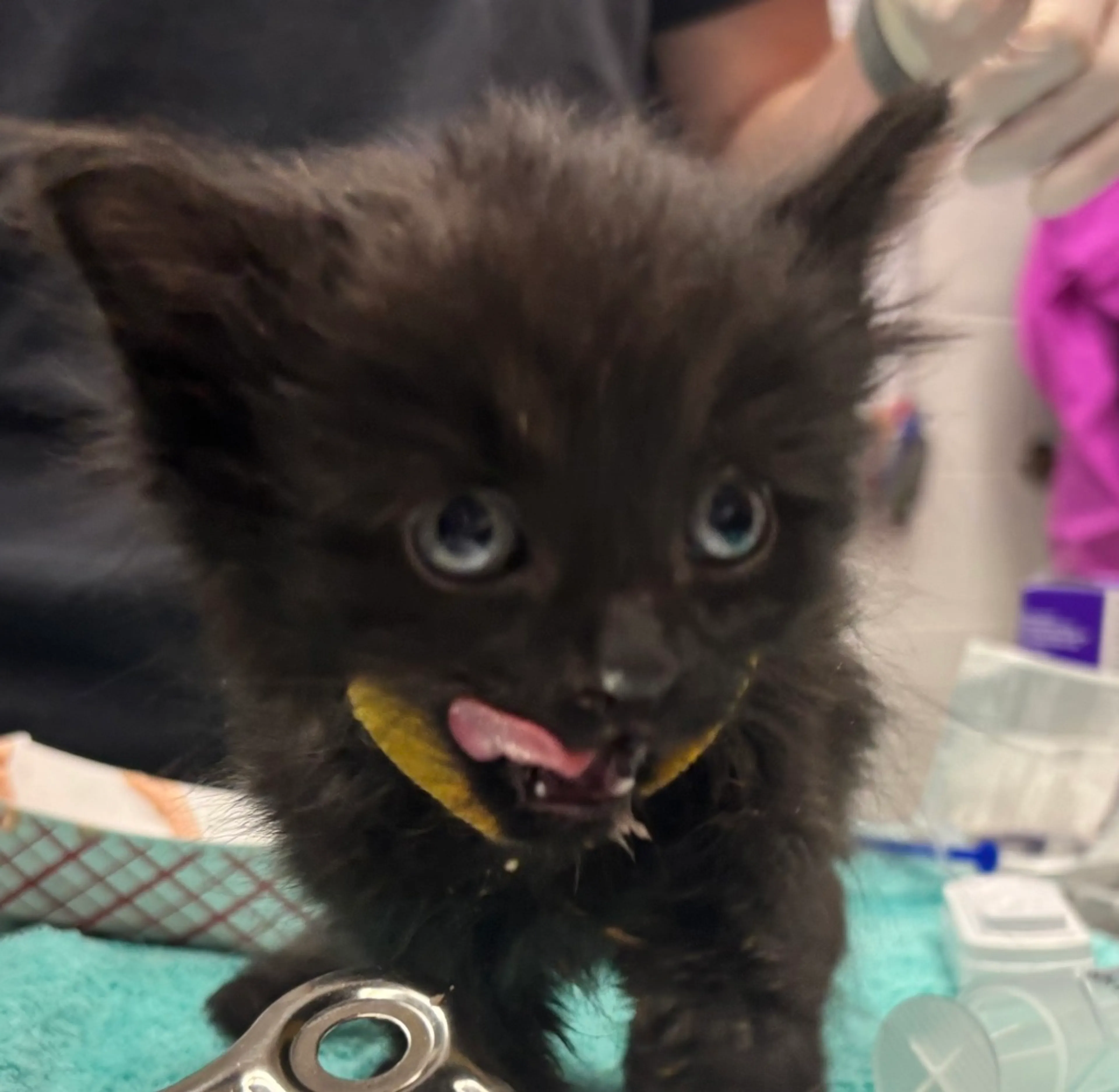 Found pet