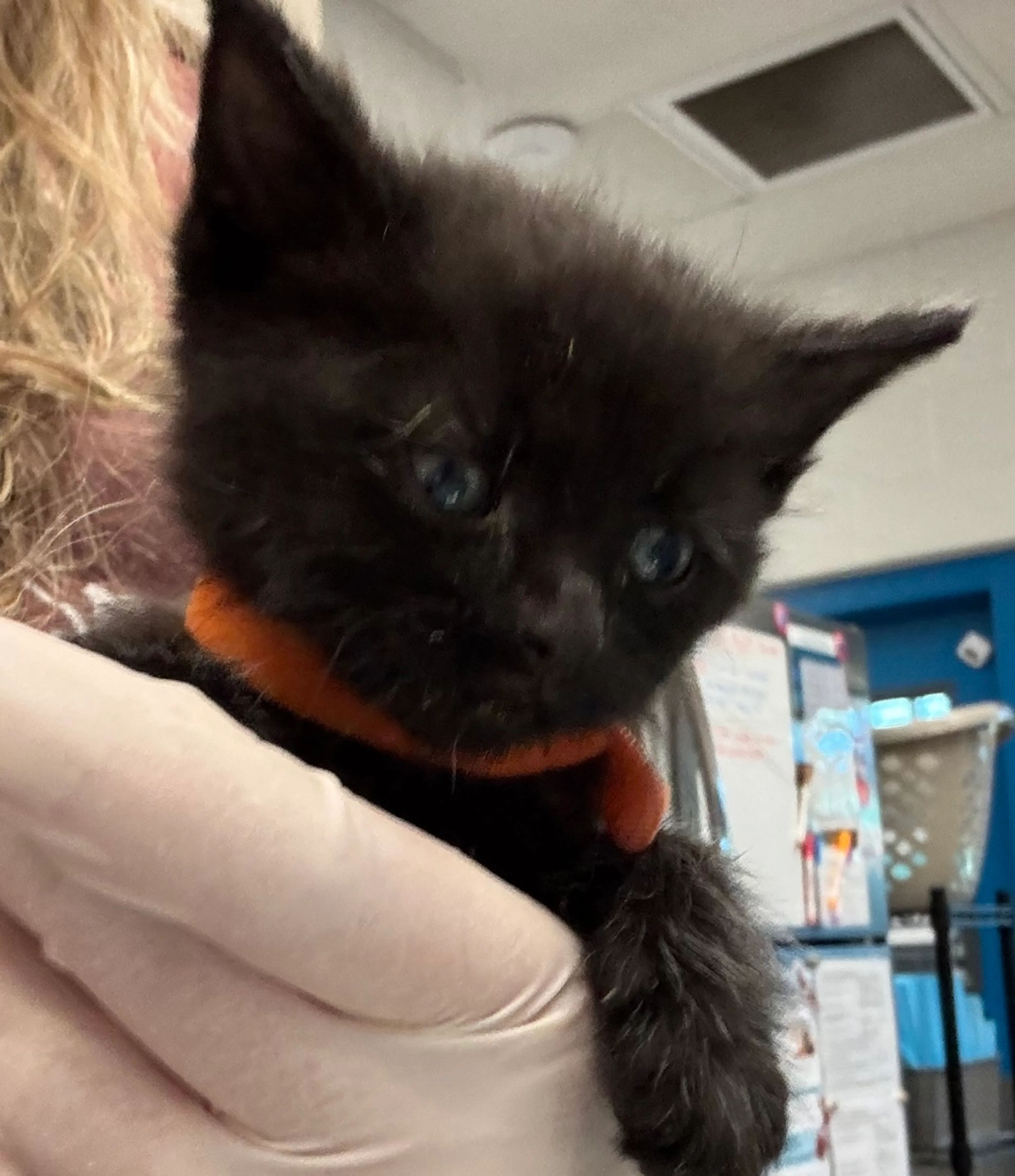 Found pet