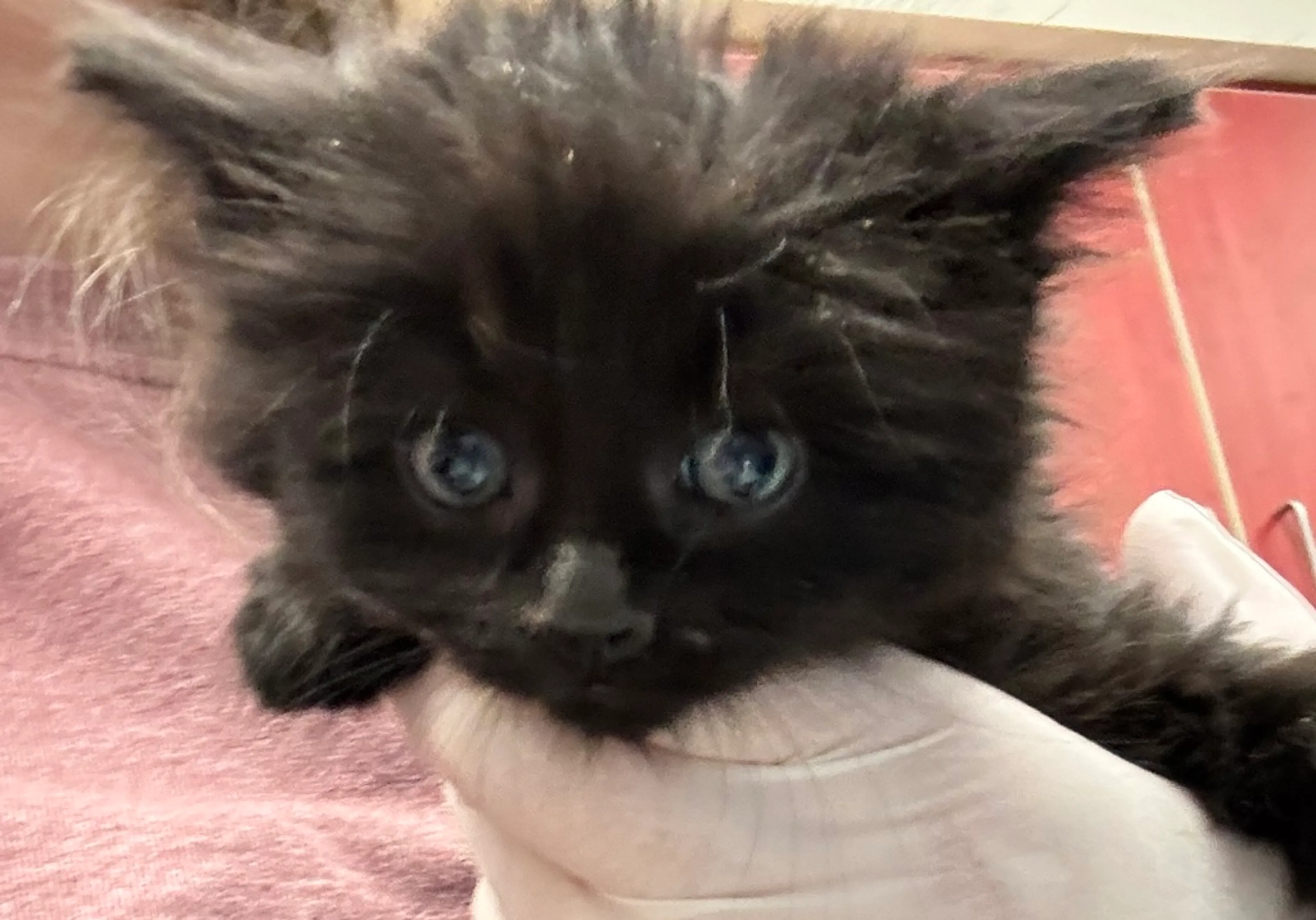 Found pet