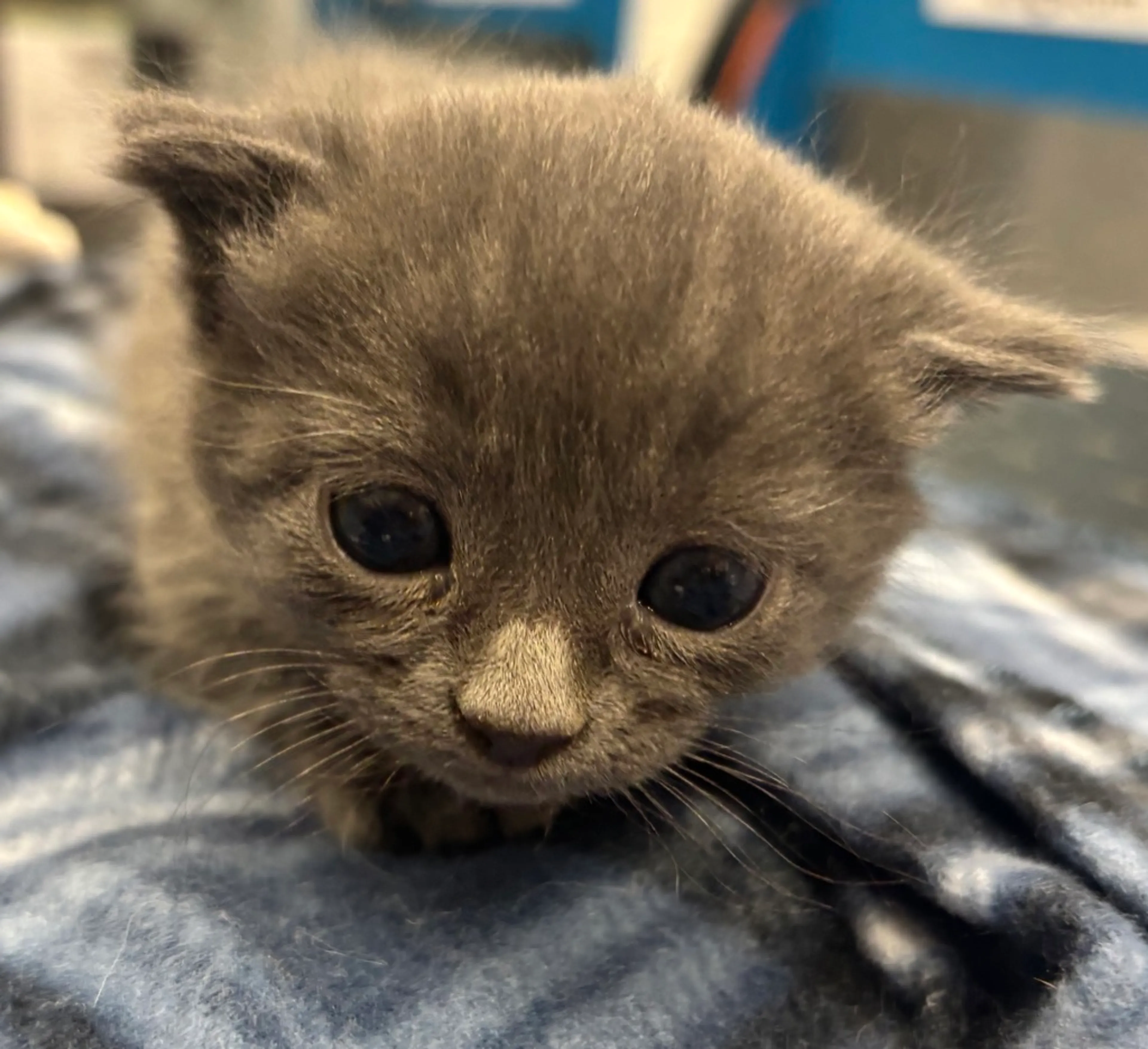 Found pet
